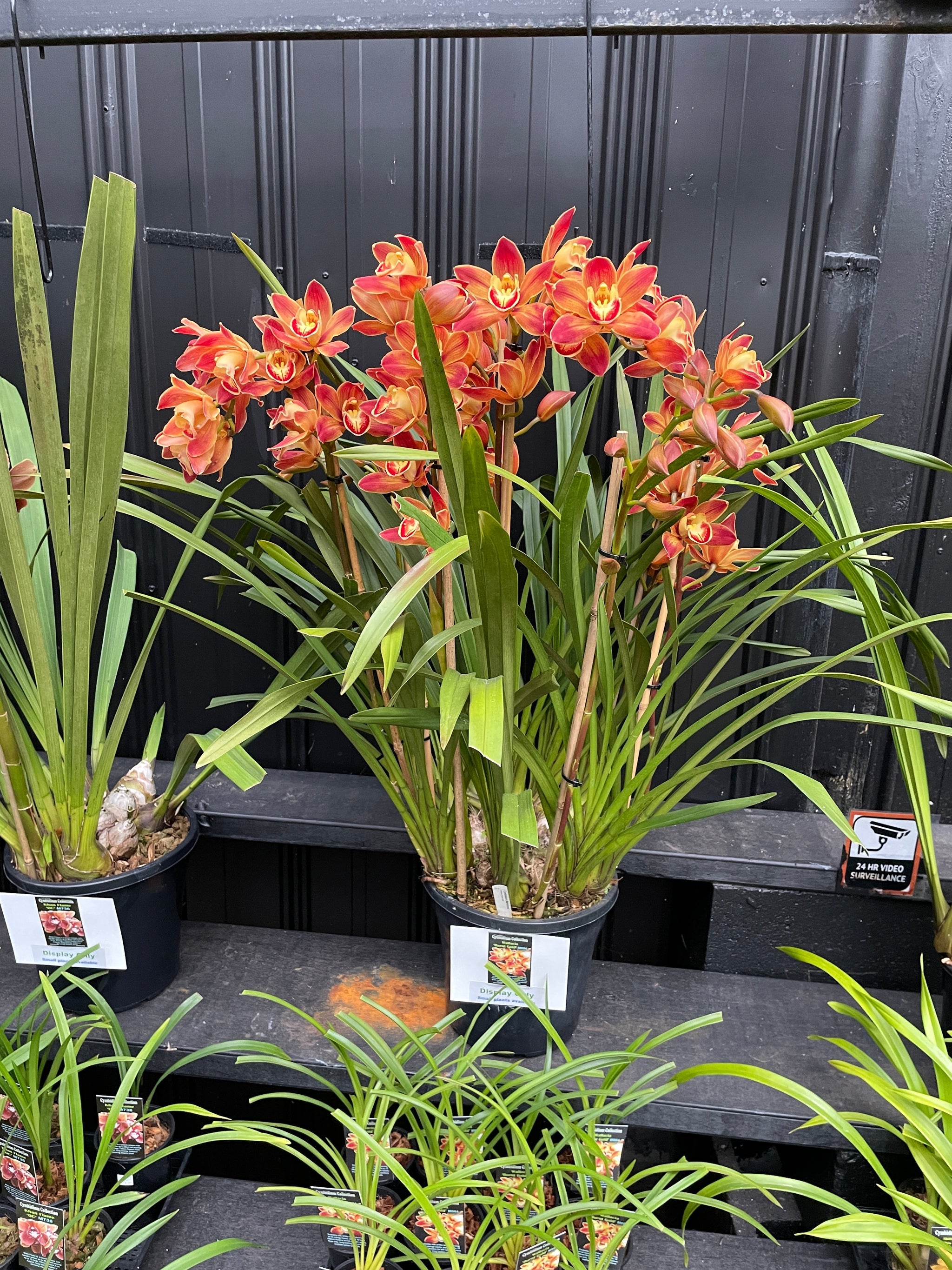 Cymbidium Wallacia 'Burnt Gold'