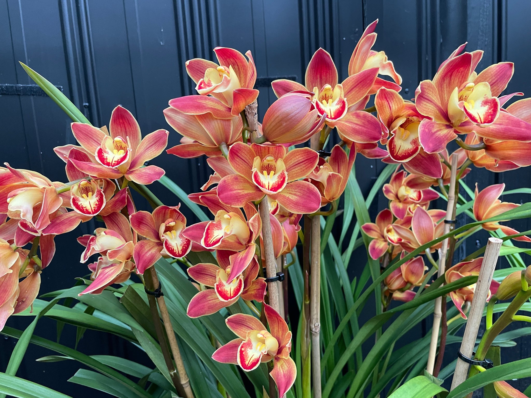 Cymbidium Wallacia 'Burnt Gold'