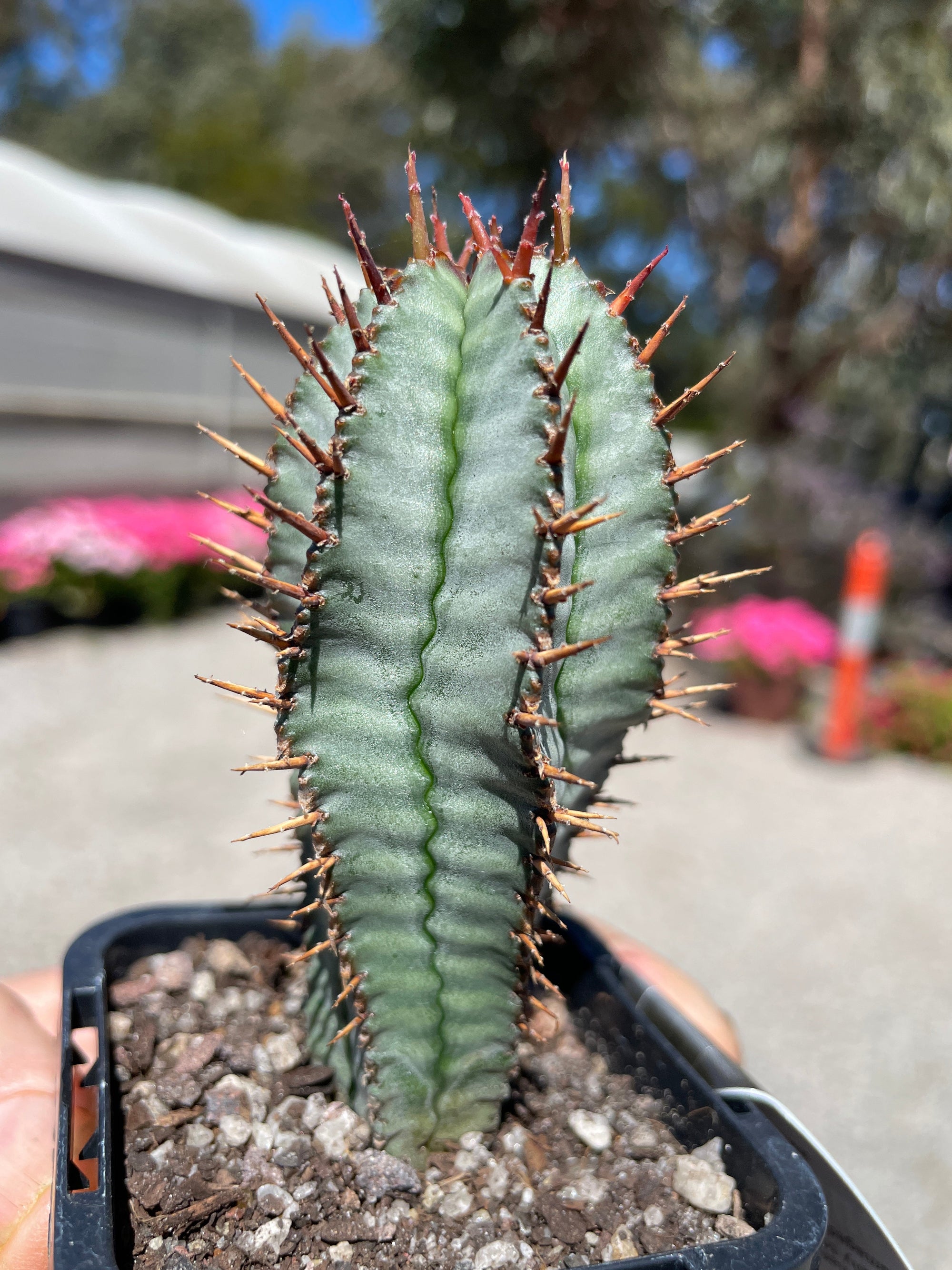 Euphorbia polygona 'Paradisian Blue' (NOT FOR WA)