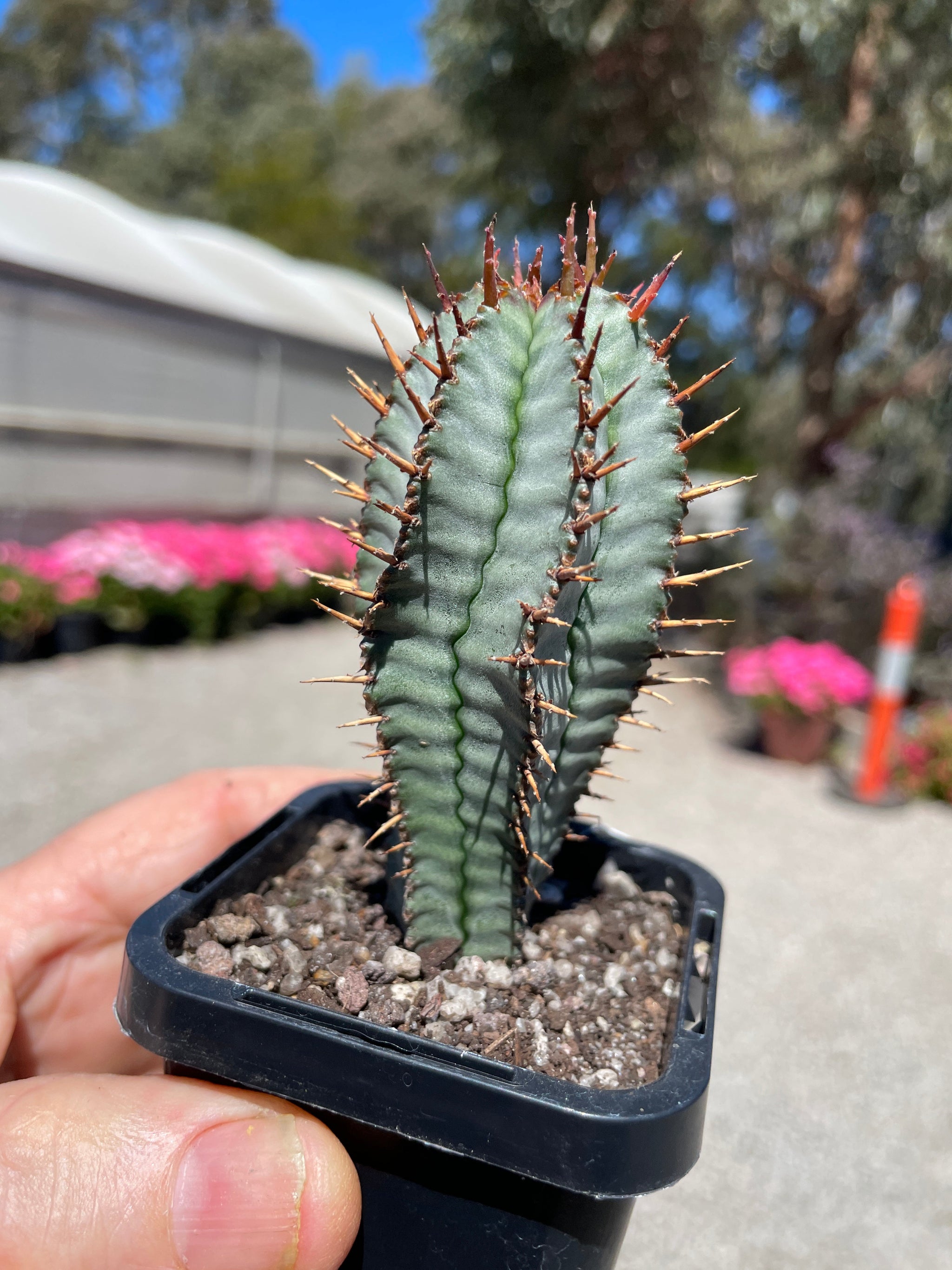 Euphorbia polygona 'Paradisian Blue' (NOT FOR WA)