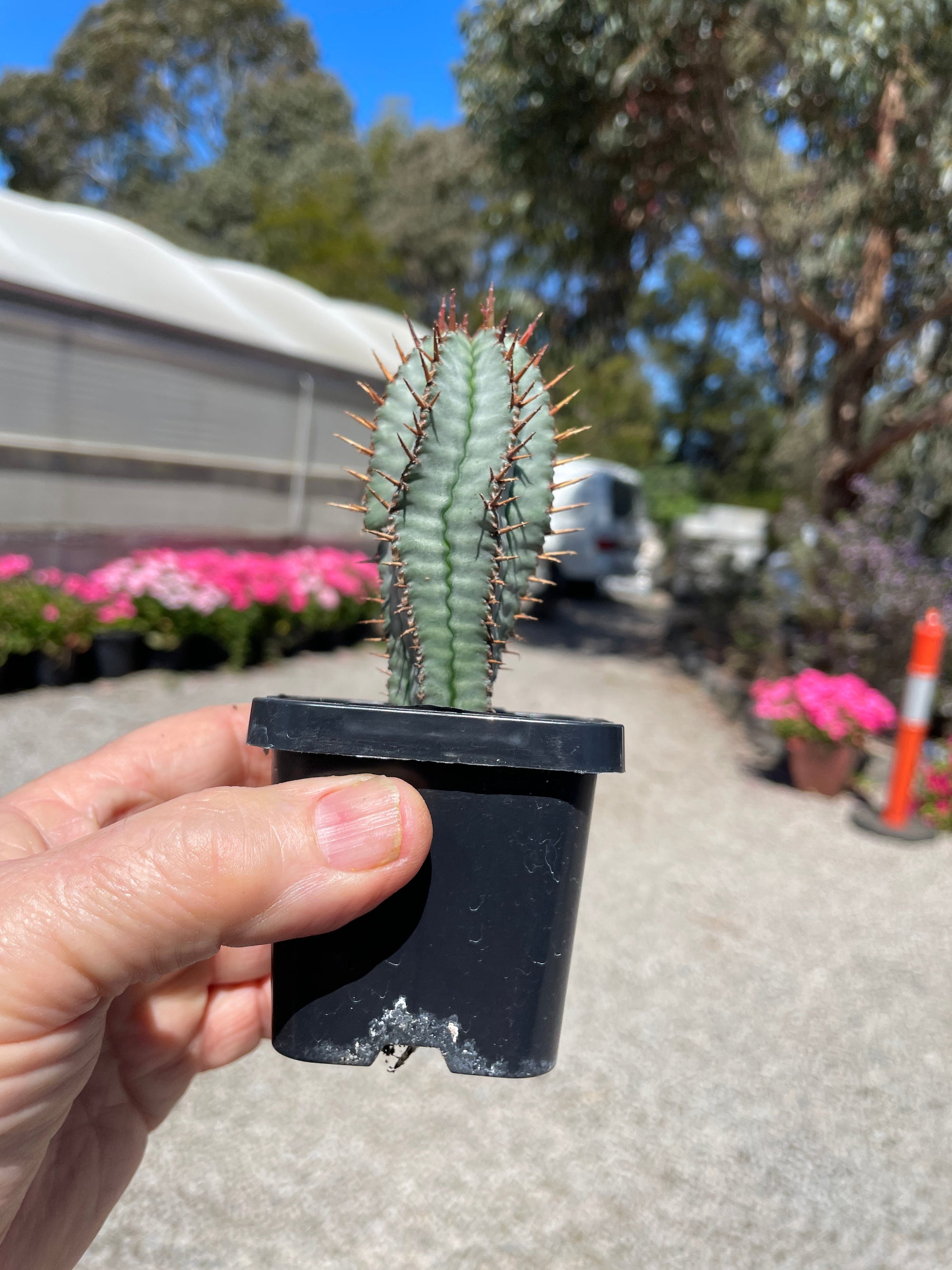 Euphorbia polygona 'Paradisian Blue' (NOT FOR WA)