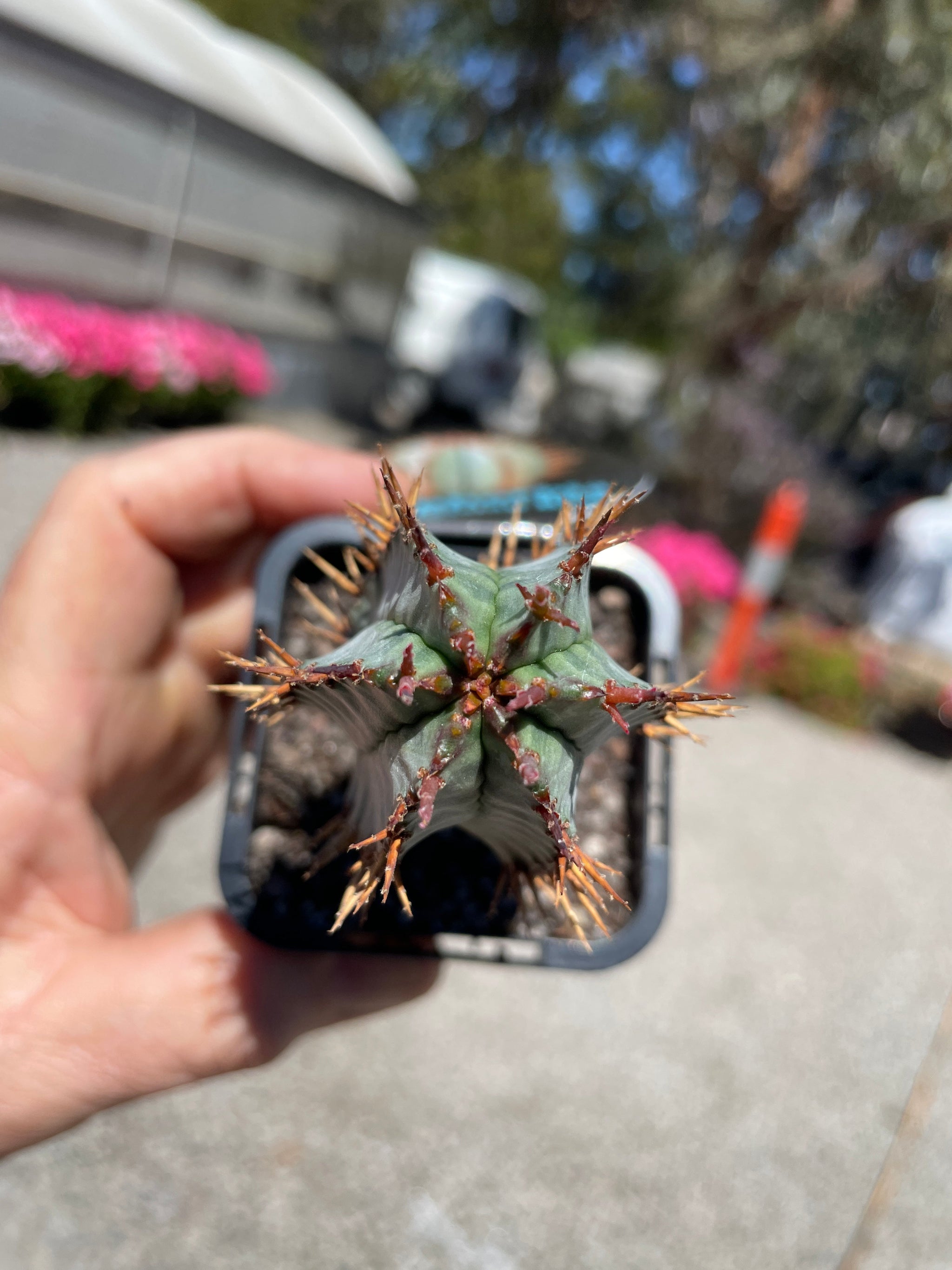 Euphorbia polygona 'Paradisian Blue' (NOT FOR WA)