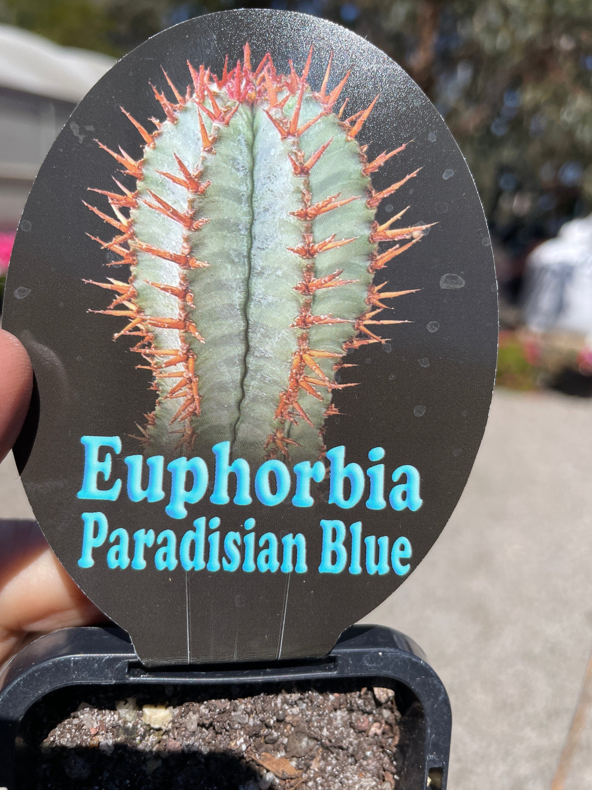 Euphorbia polygona 'Paradisian Blue' (NOT FOR WA)