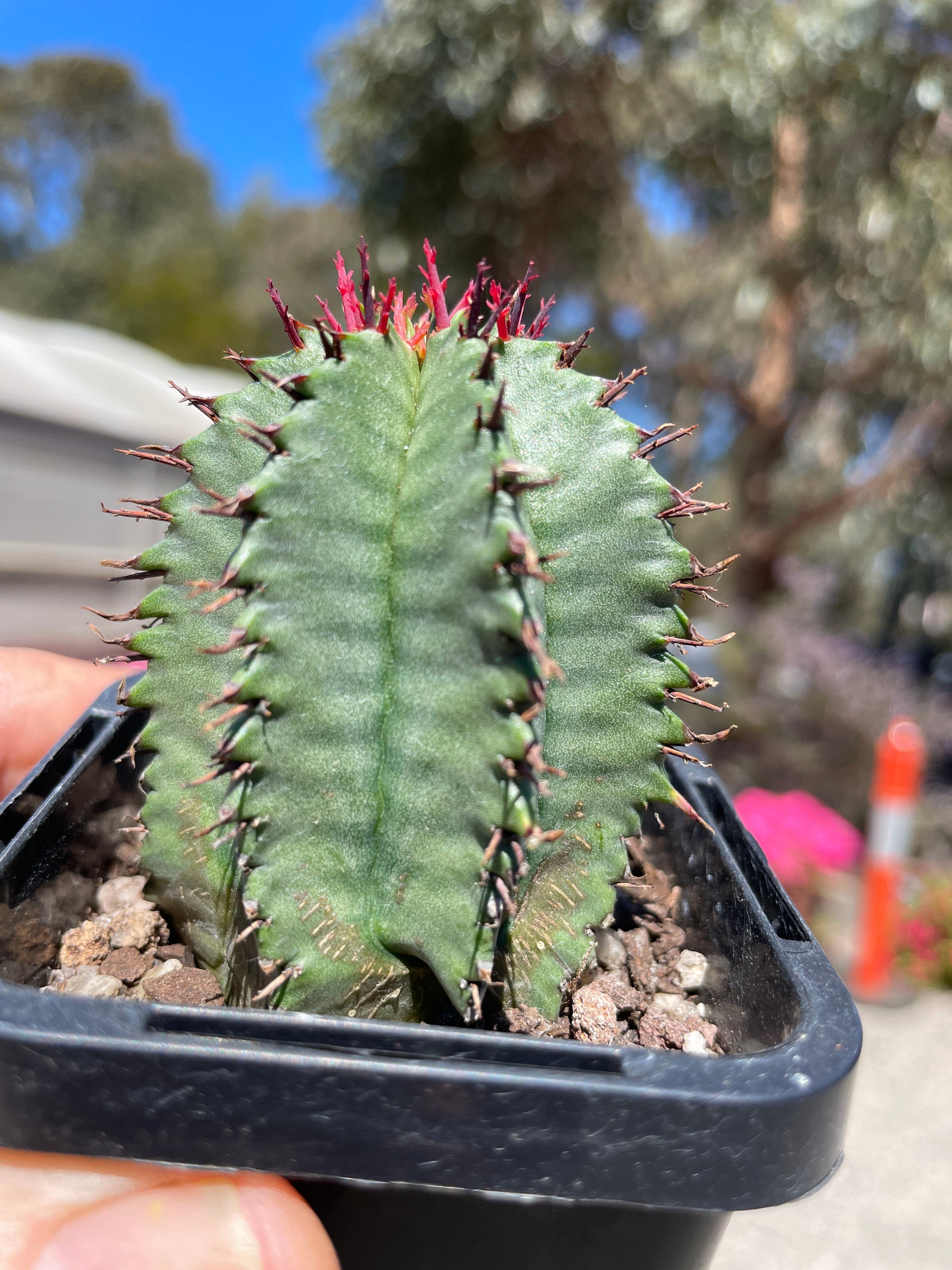 Euphorbia polygona (NOT FOR WA)