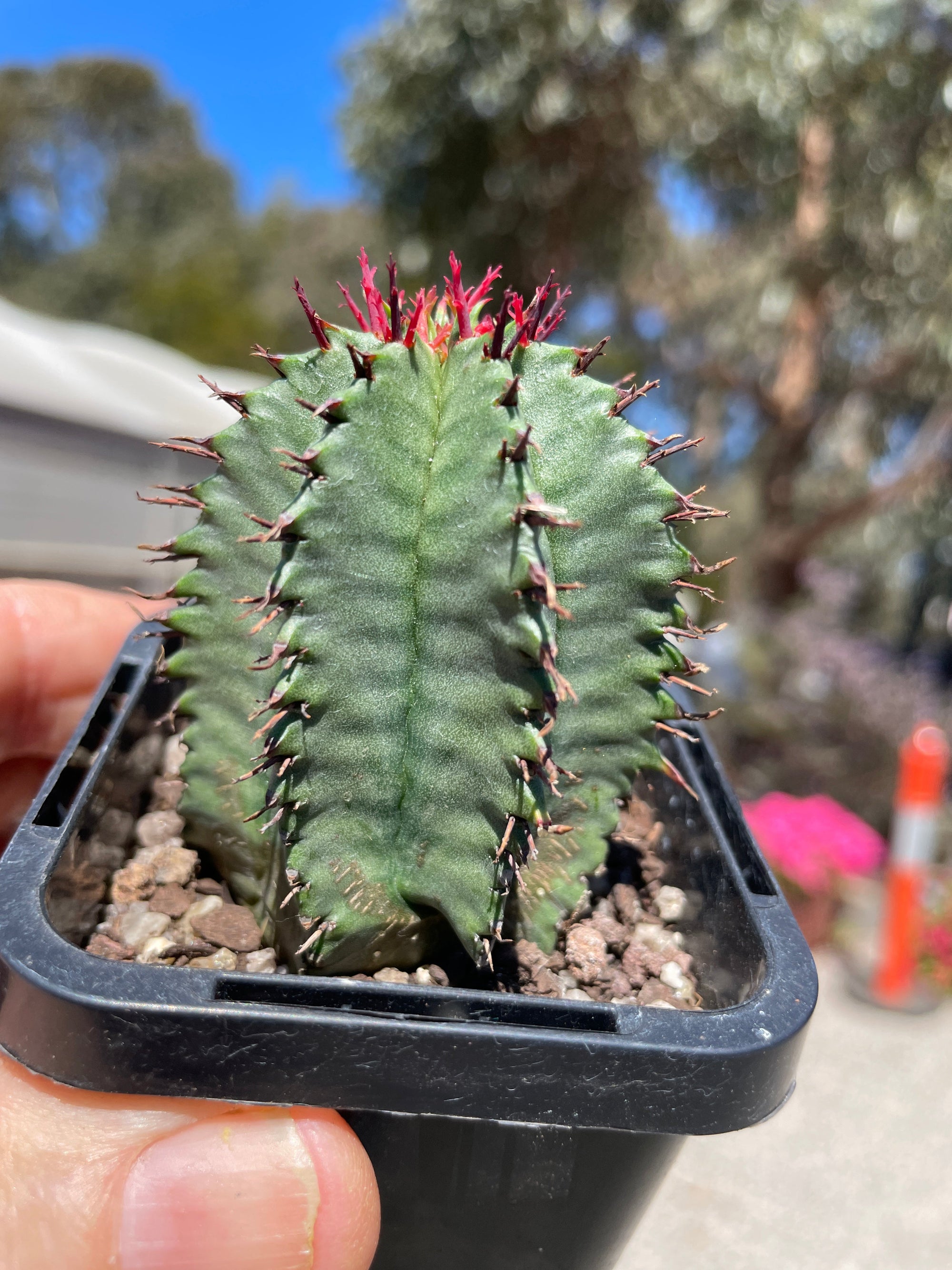 Euphorbia polygona (NOT FOR WA)