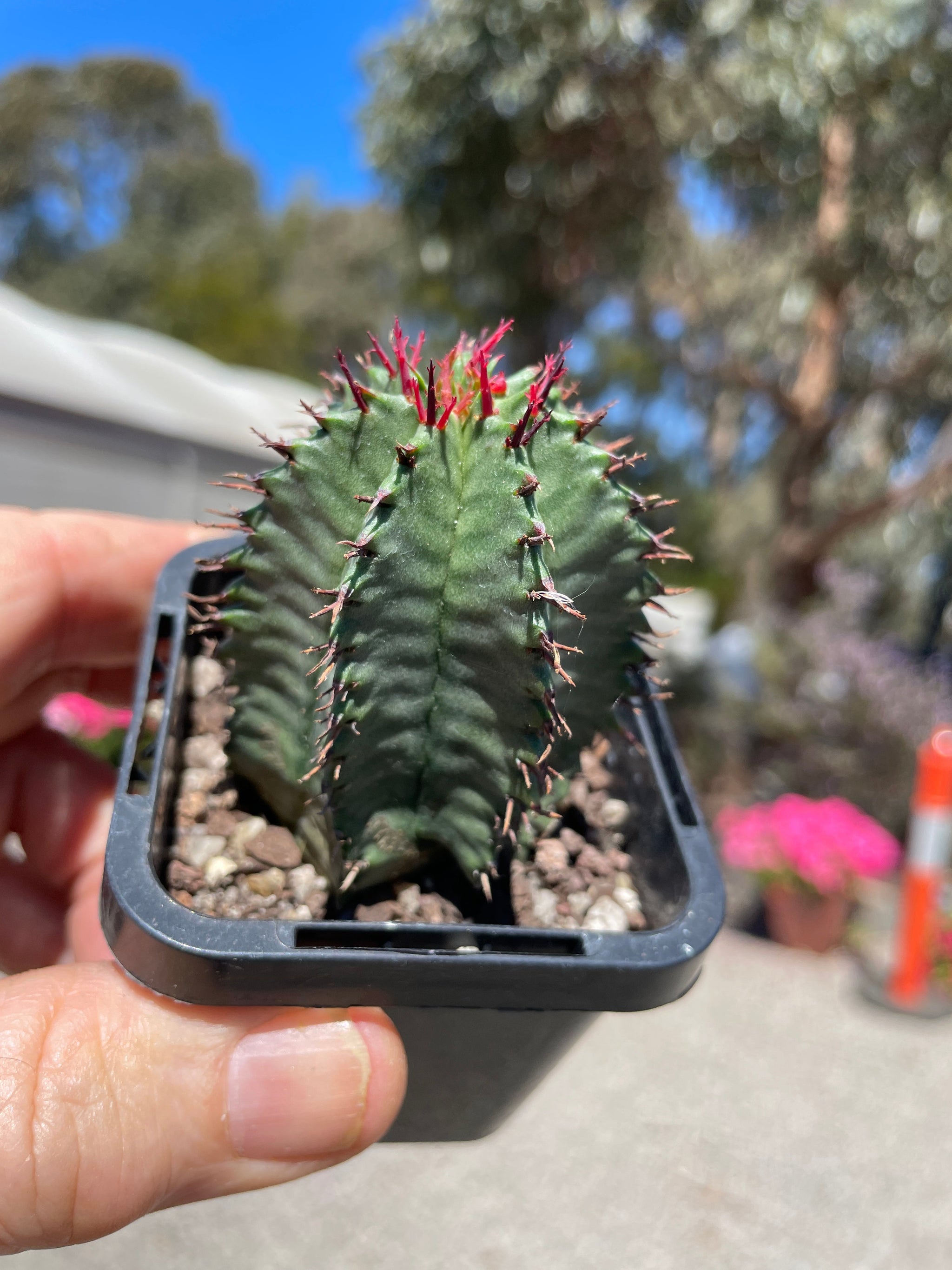 Euphorbia polygona (NOT FOR WA)