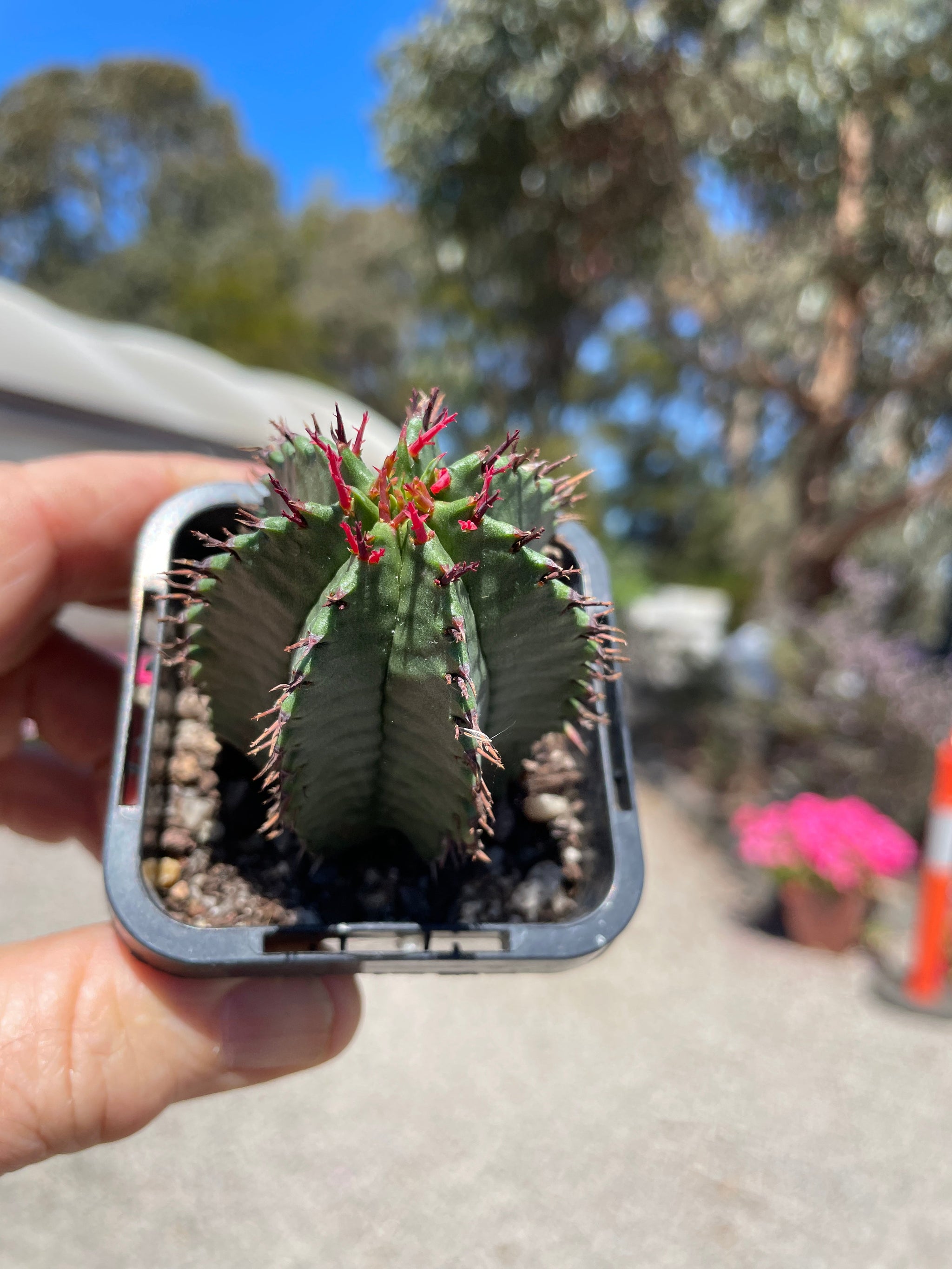 Euphorbia polygona (NOT FOR WA)