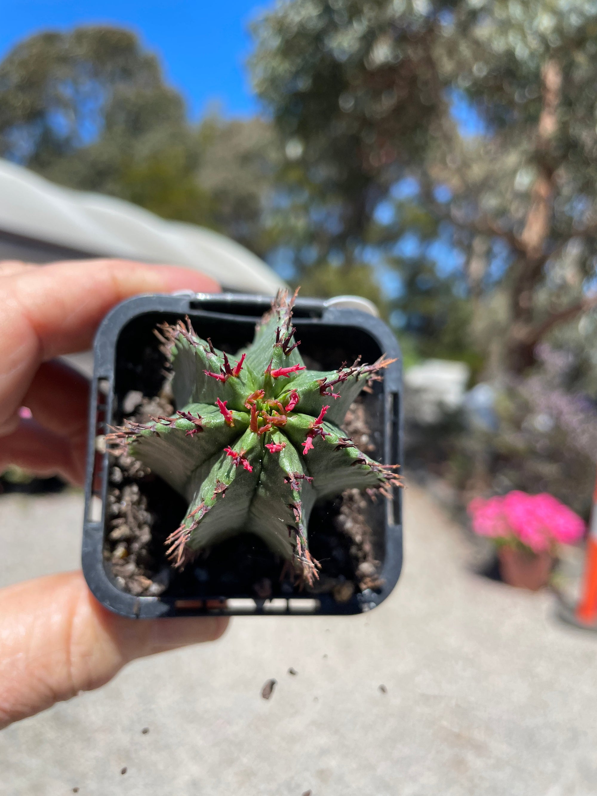 Euphorbia polygona (NOT FOR WA)