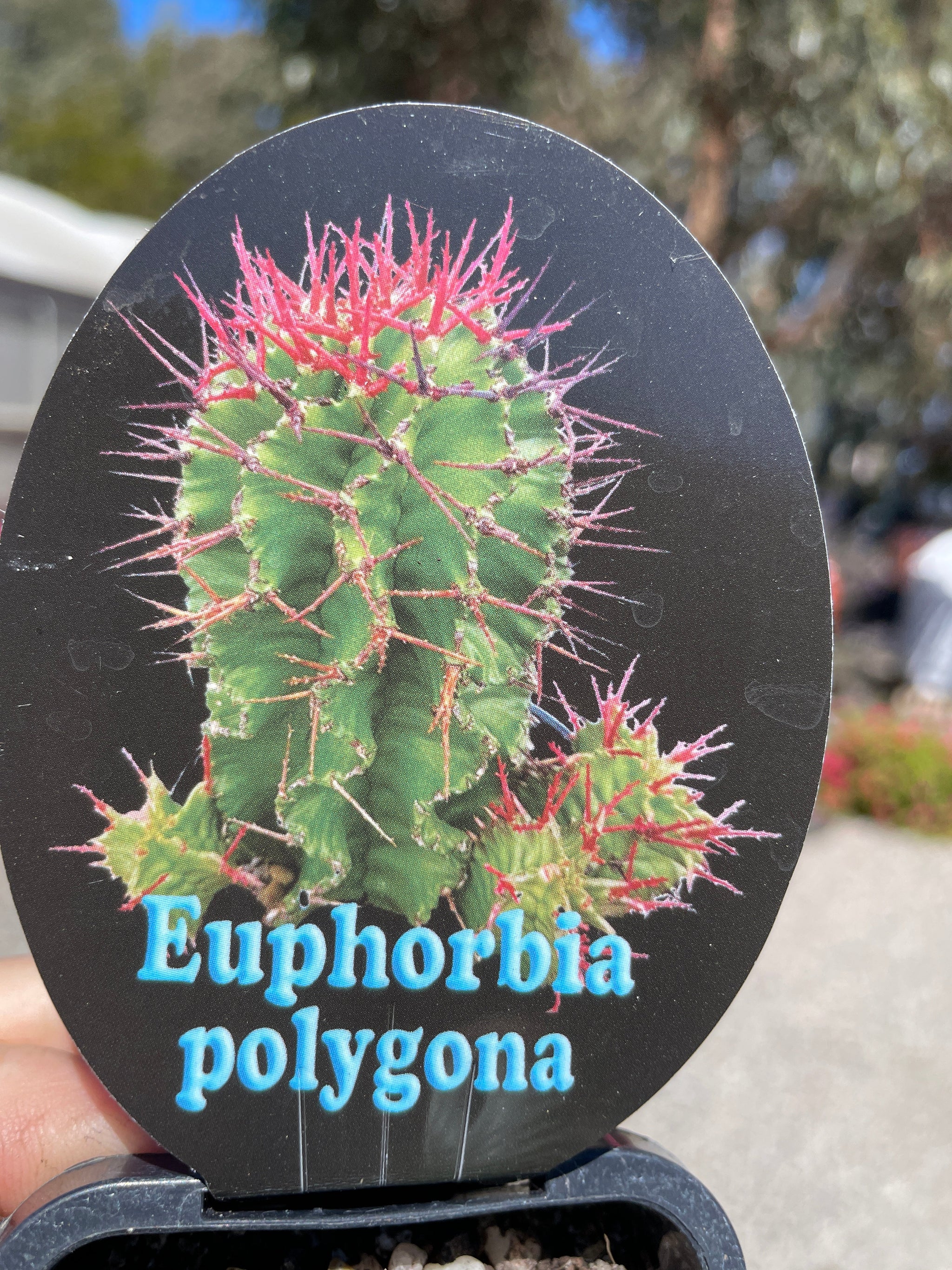 Euphorbia polygona (NOT FOR WA)