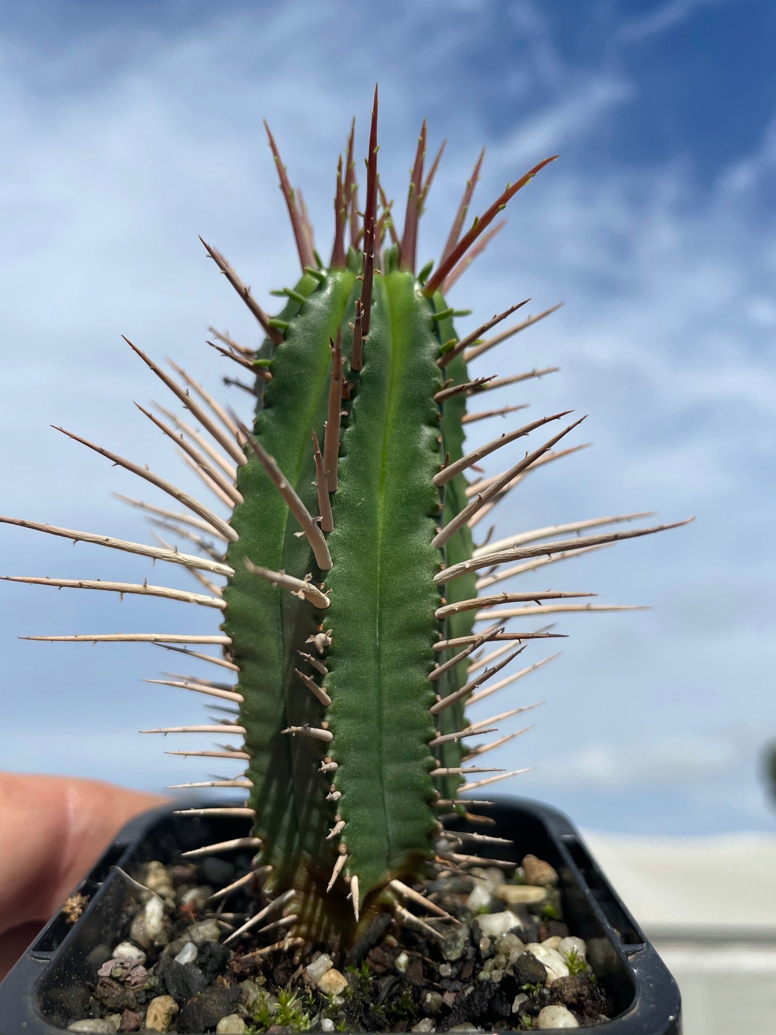 Euphorbia ferox (NOT FOR WA)