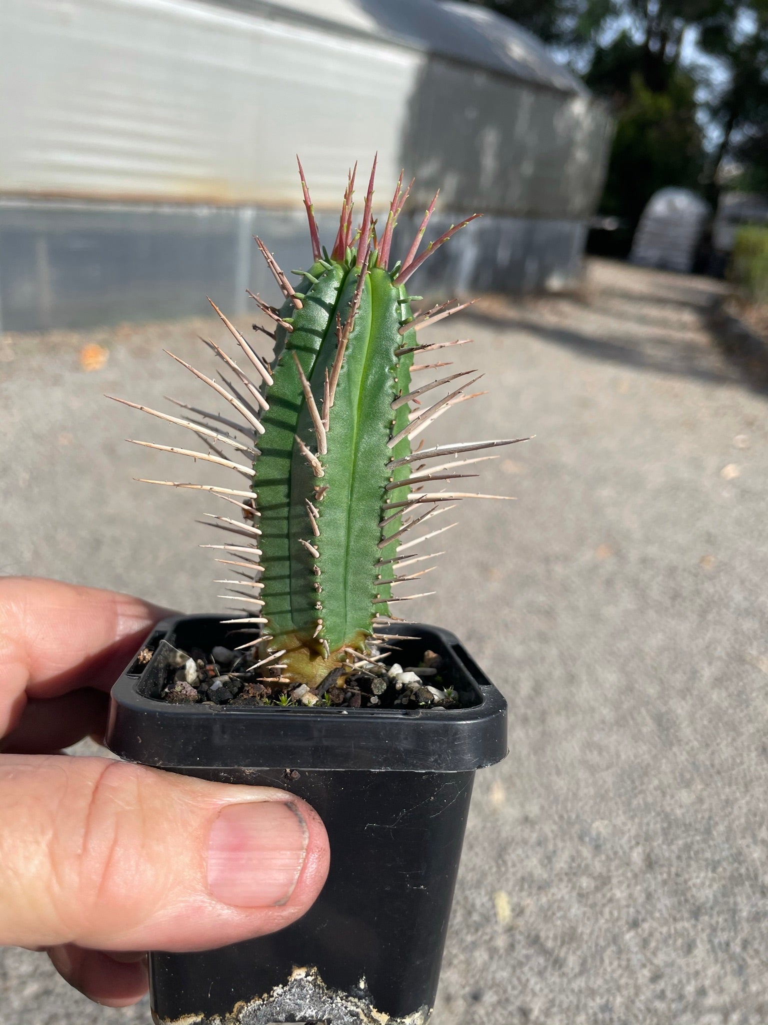 Euphorbia ferox (NOT FOR WA)