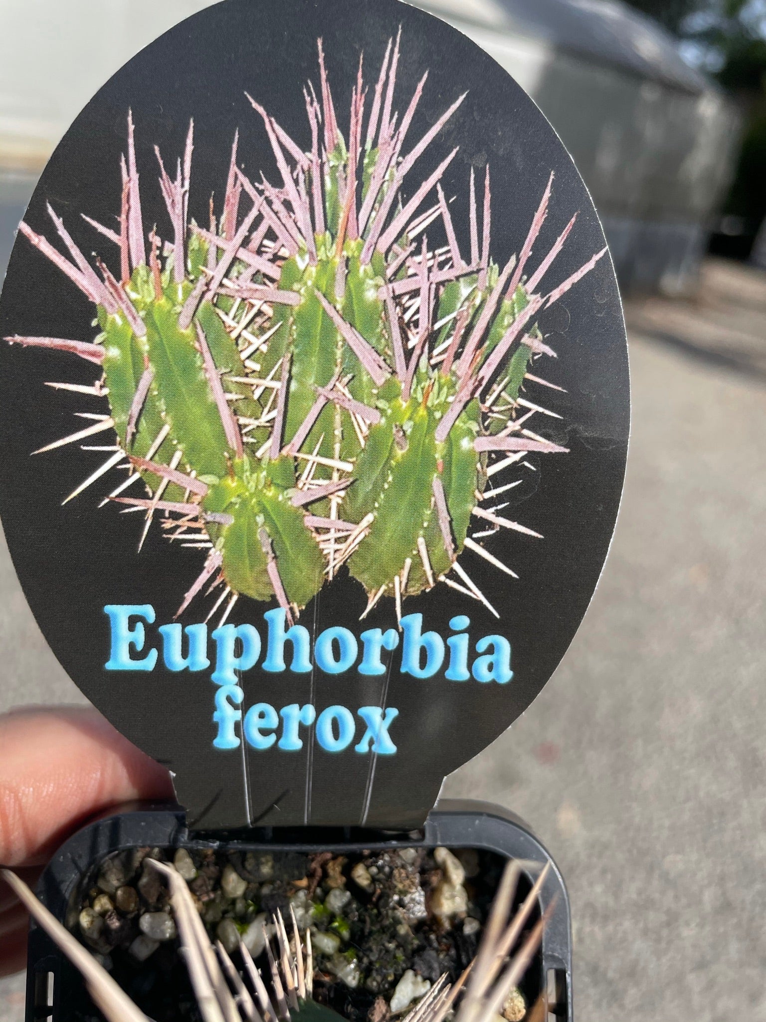 Euphorbia ferox (NOT FOR WA)