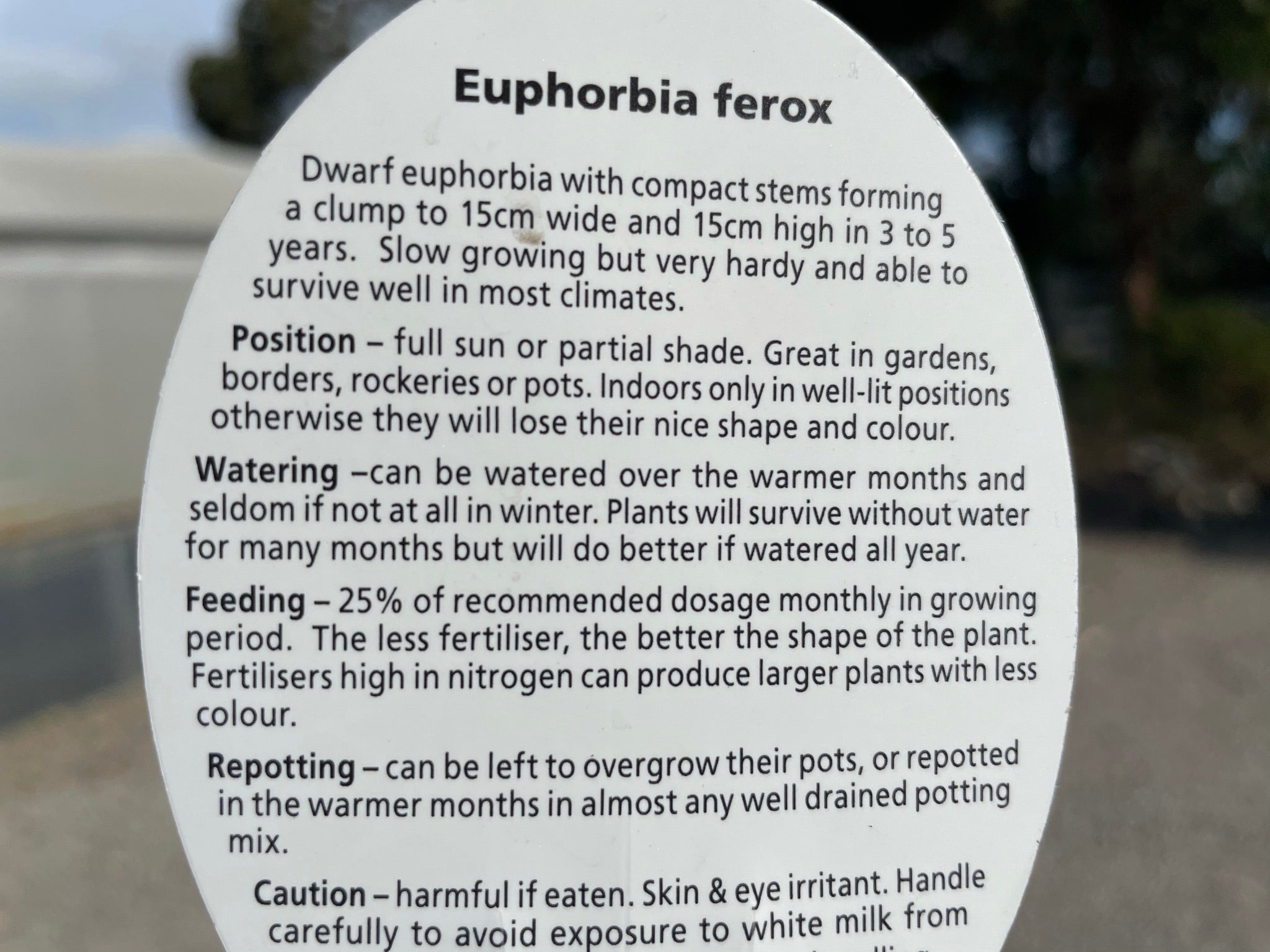 Euphorbia ferox (NOT FOR WA)