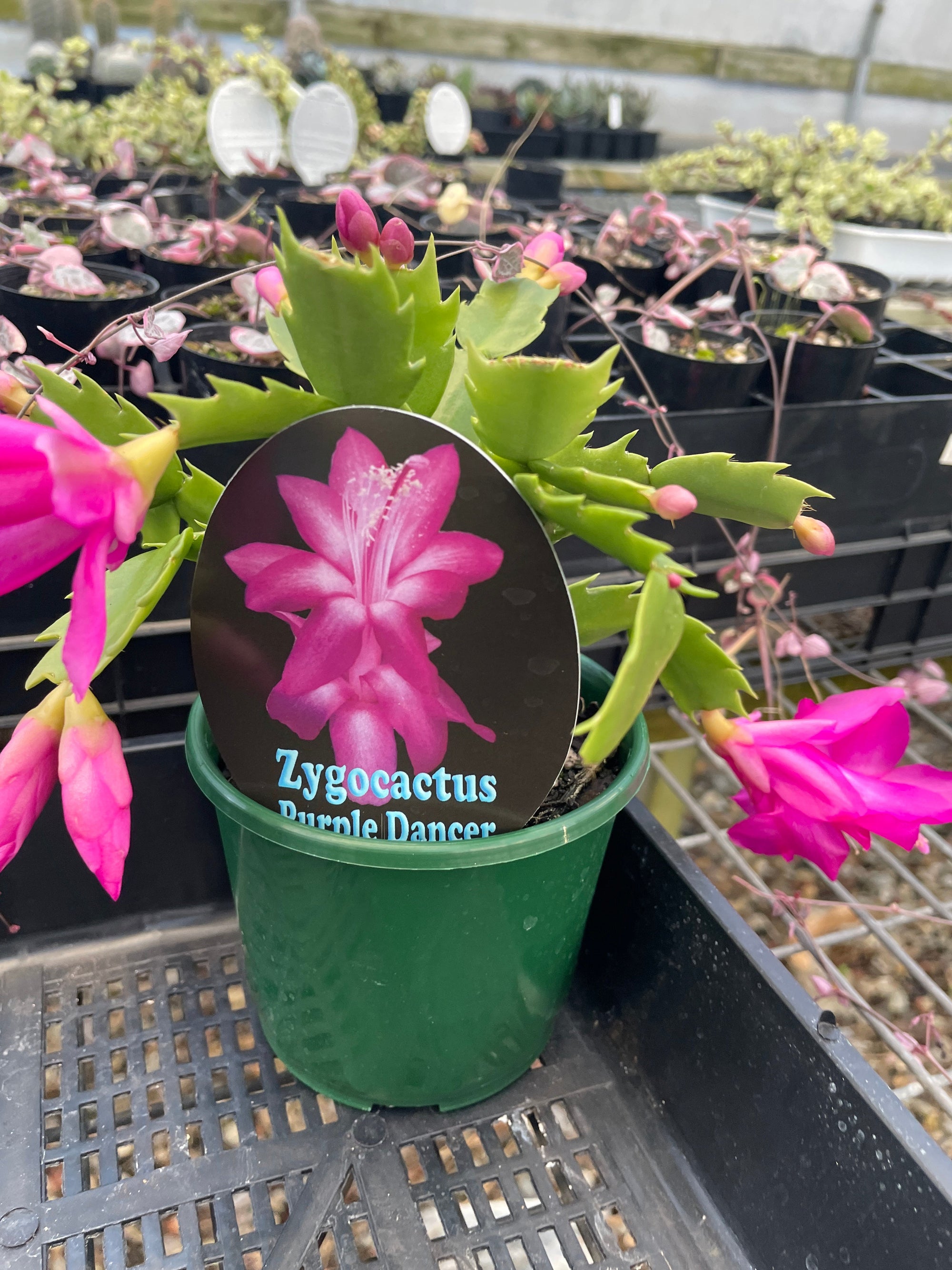 Zygocactus Schlumbergera 'Purple Dancer' 100mm Pot