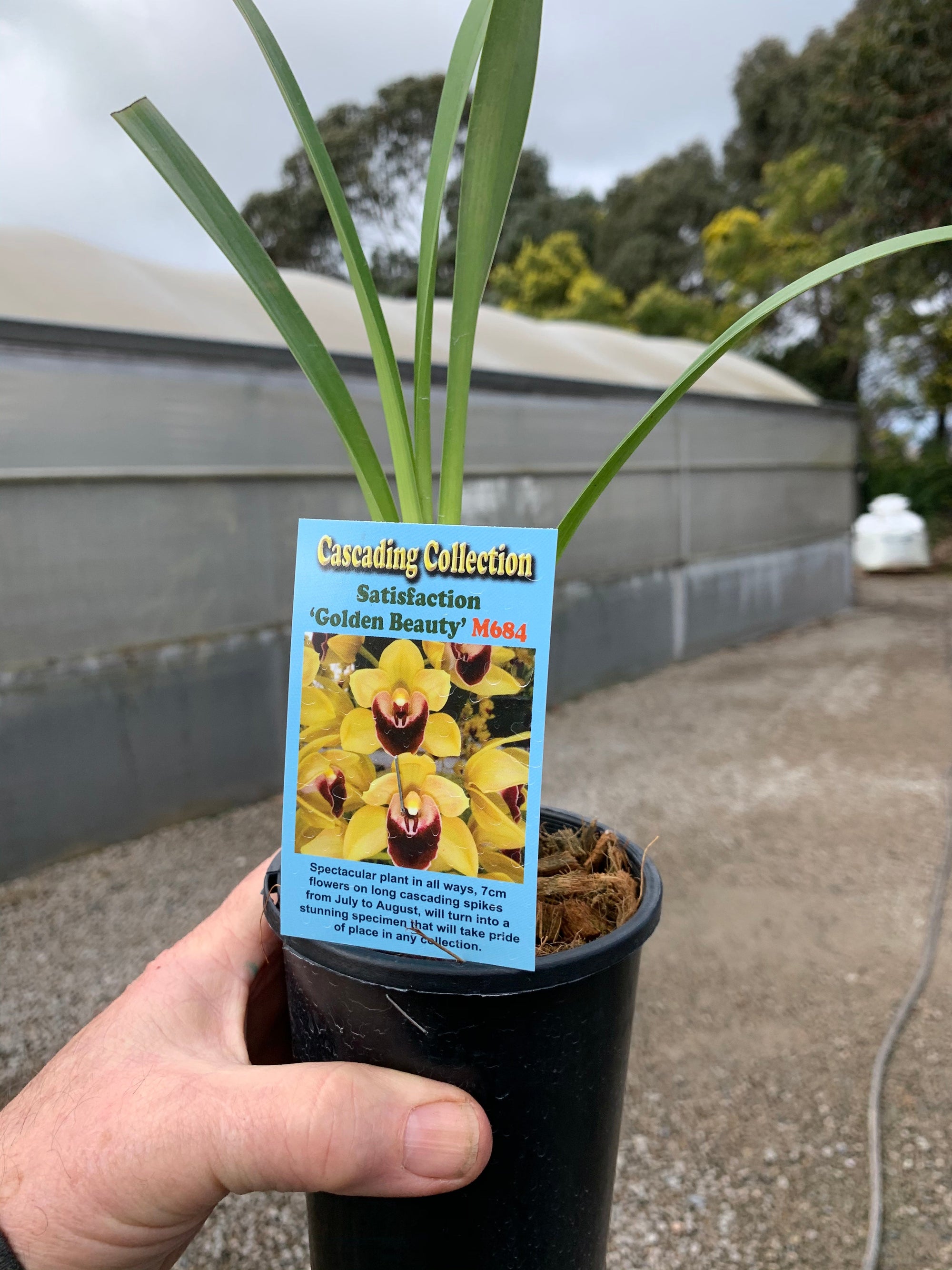 Cymbidium Satisfaction 'Golden Beauty'