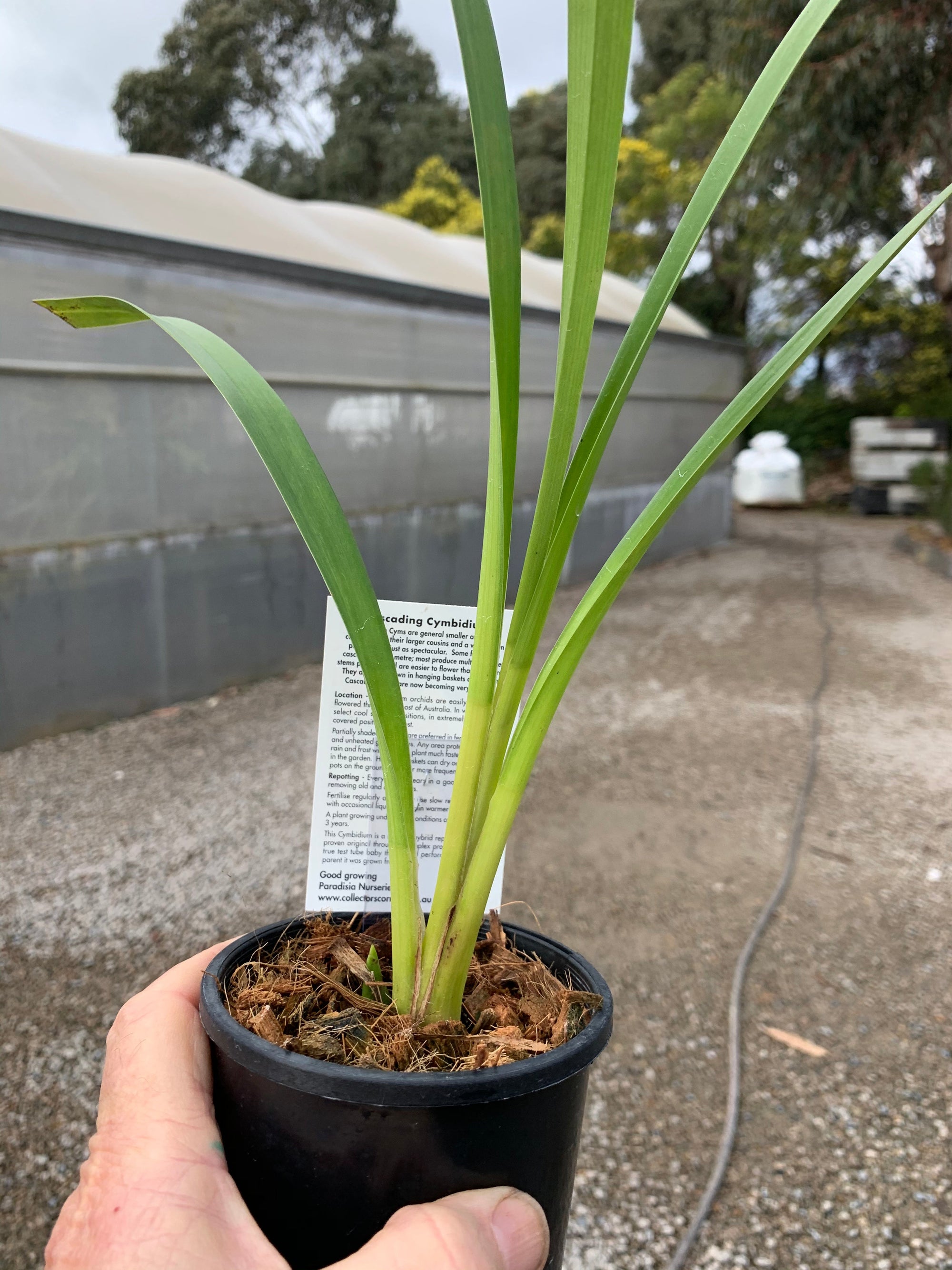 Cymbidium Satisfaction 'Golden Beauty'