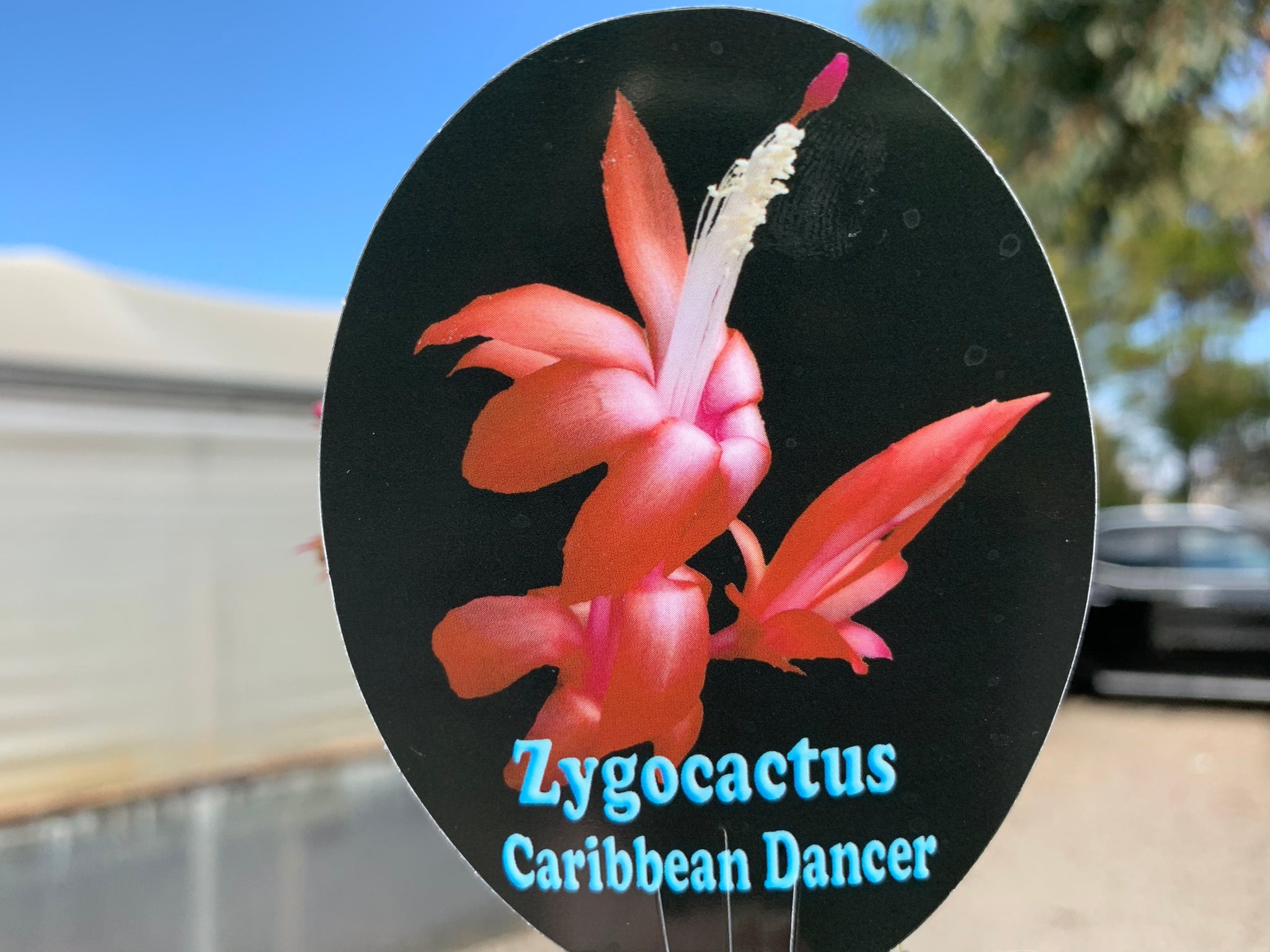 Zygocactus Schlumbergera 'Caribbean Dancer' 66mm Pot