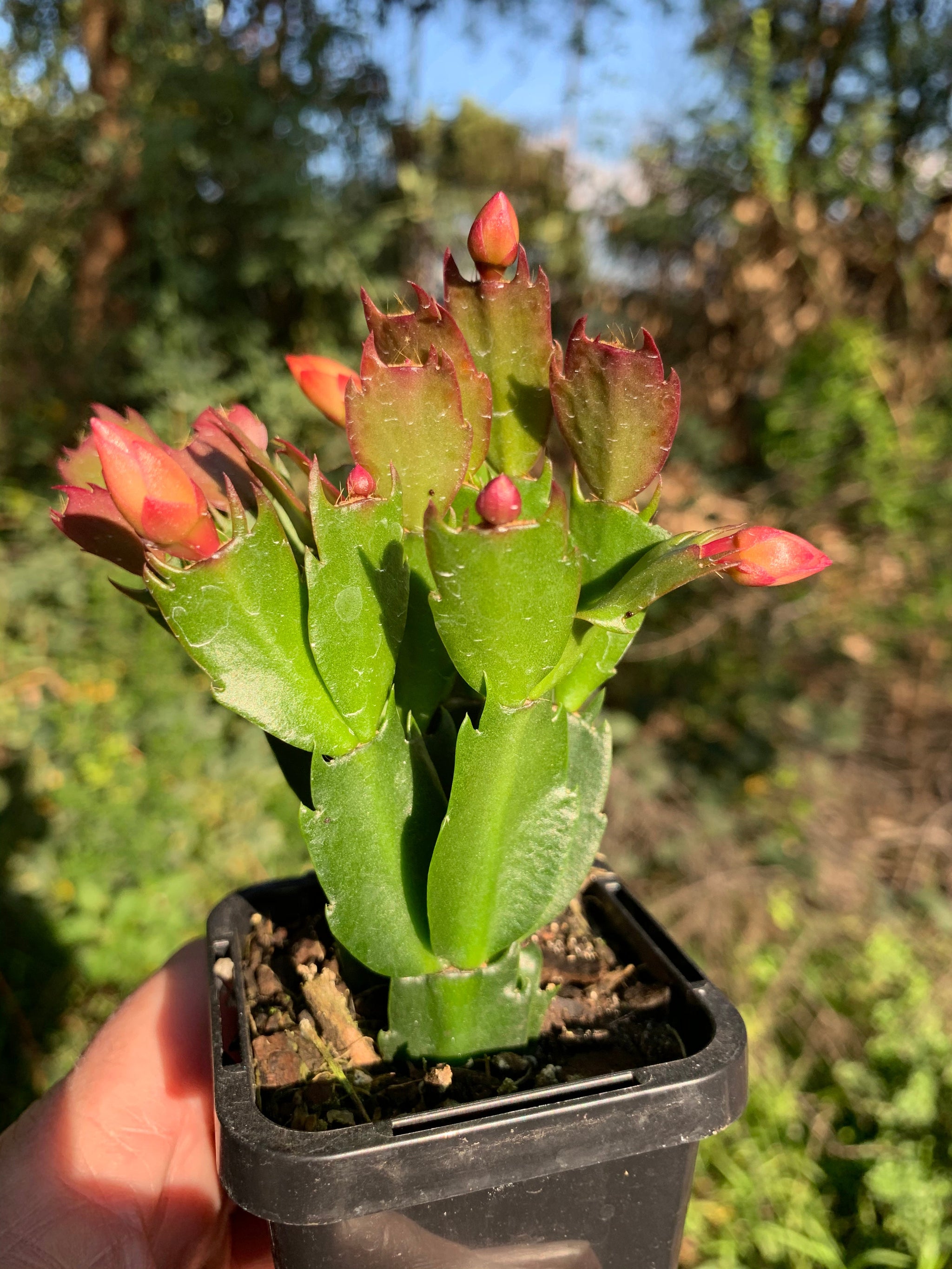 Zygocactus Schlumbergera 'Dutch Yellow' 66mm Pot