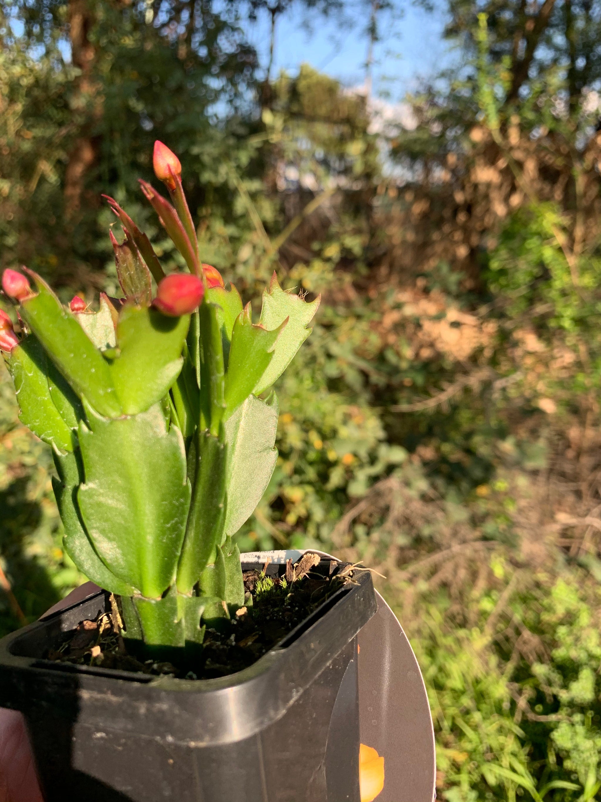 Zygocactus Schlumbergera 'Dutch Yellow' 66mm Pot