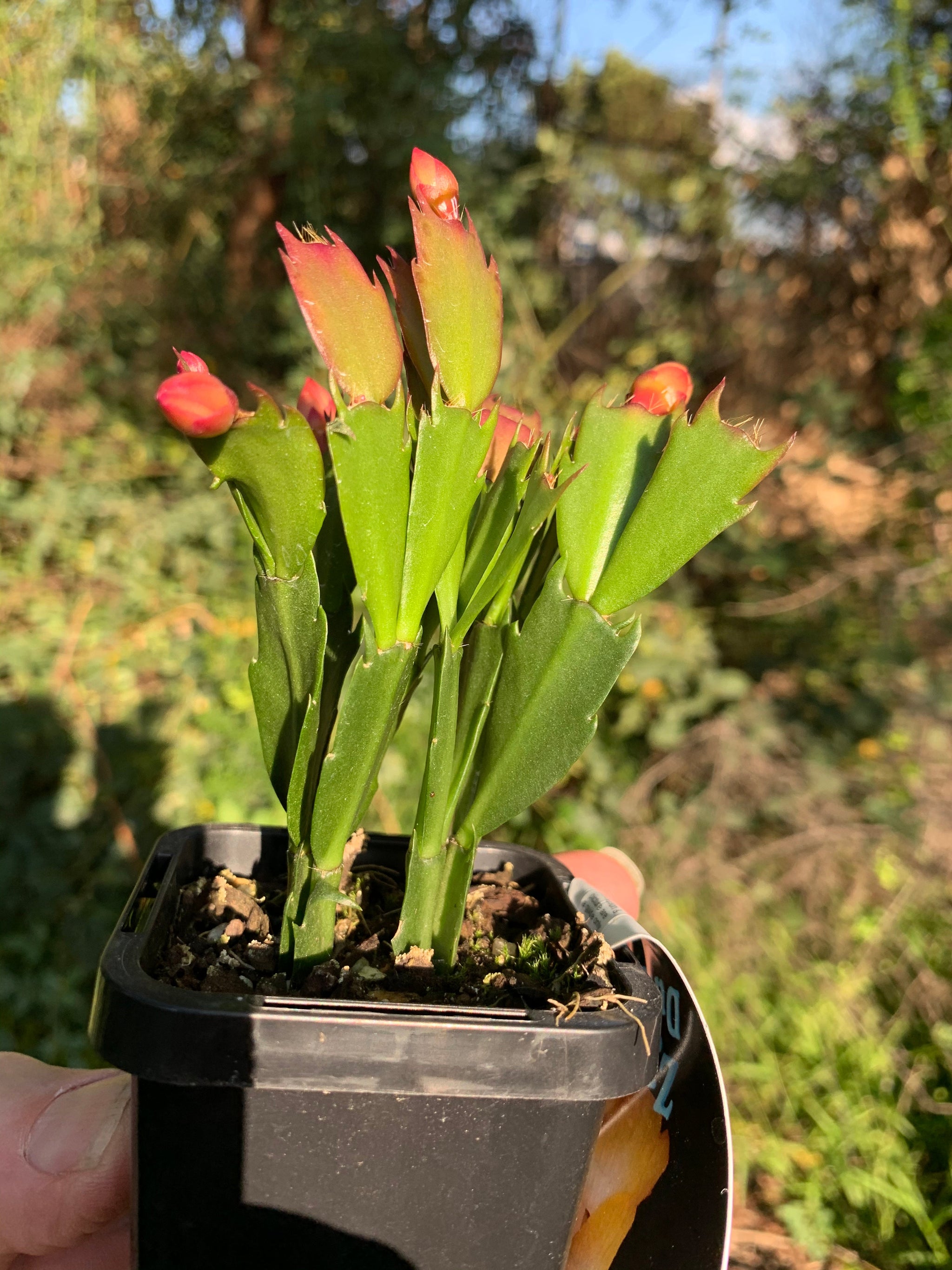 Zygocactus Schlumbergera 'Dutch Yellow' 66mm Pot