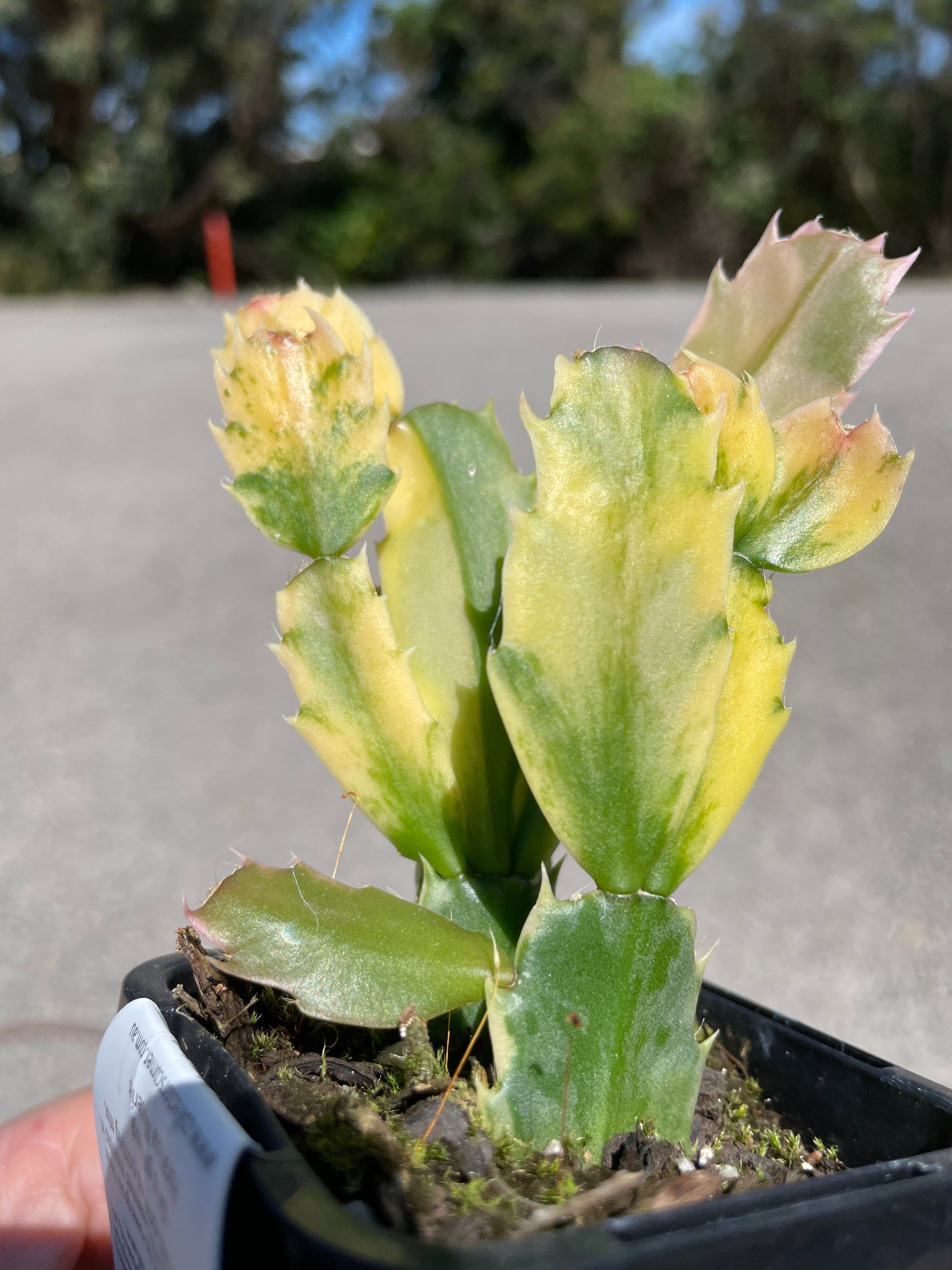 Zygocactus Schlumbergera Variegated