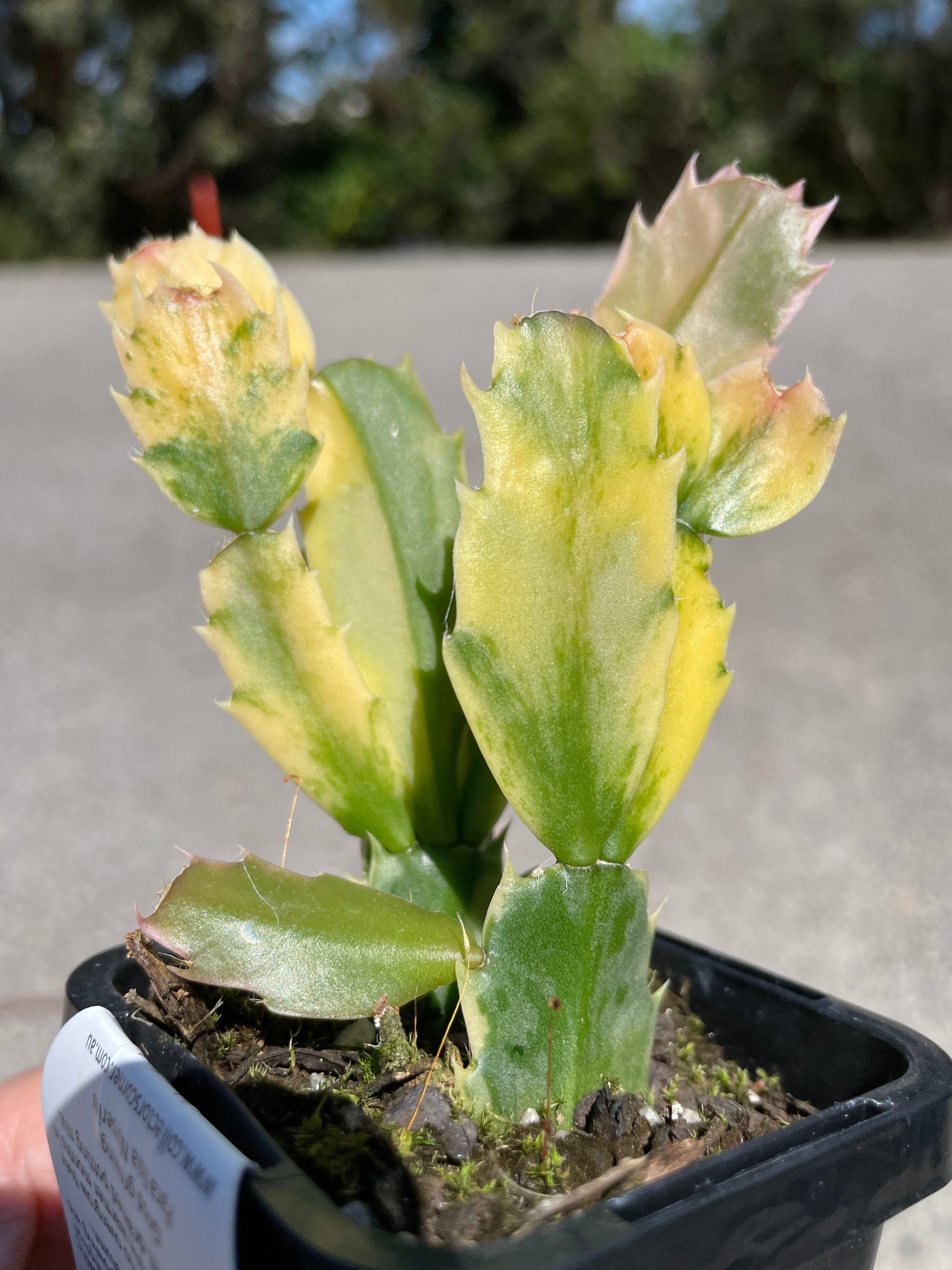 Zygocactus Schlumbergera Variegated