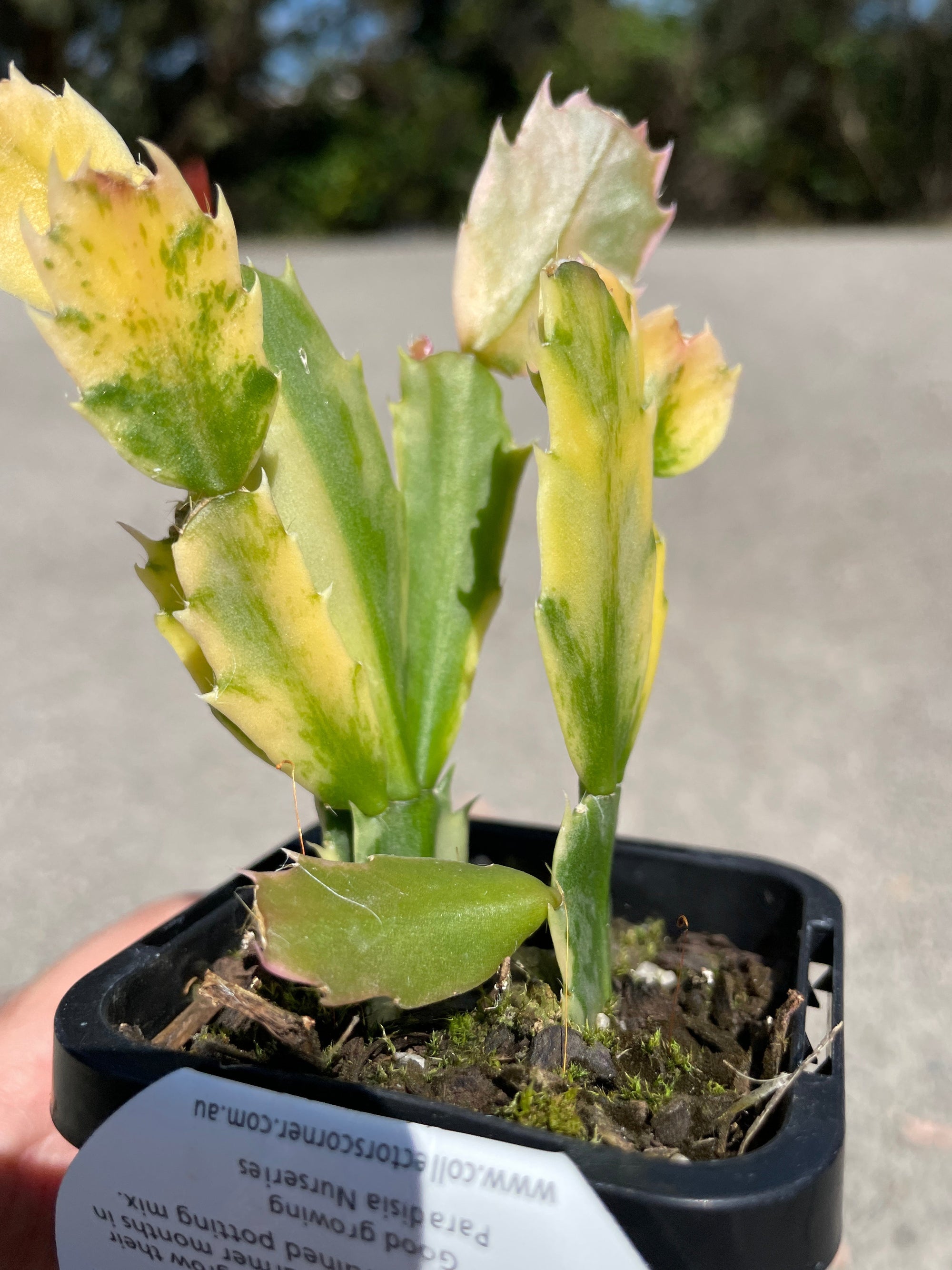 Zygocactus Schlumbergera Variegated