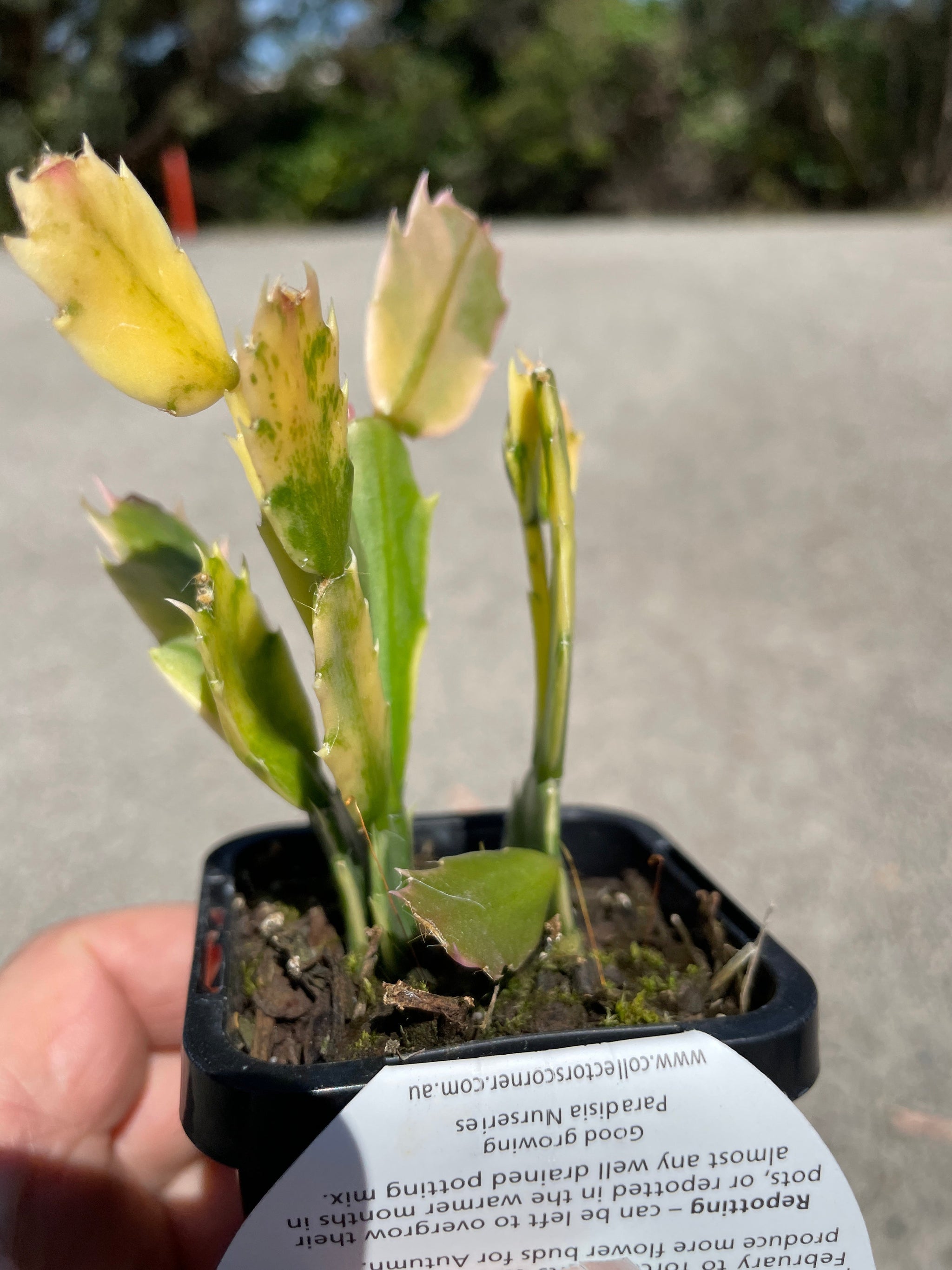 Zygocactus Schlumbergera Variegated