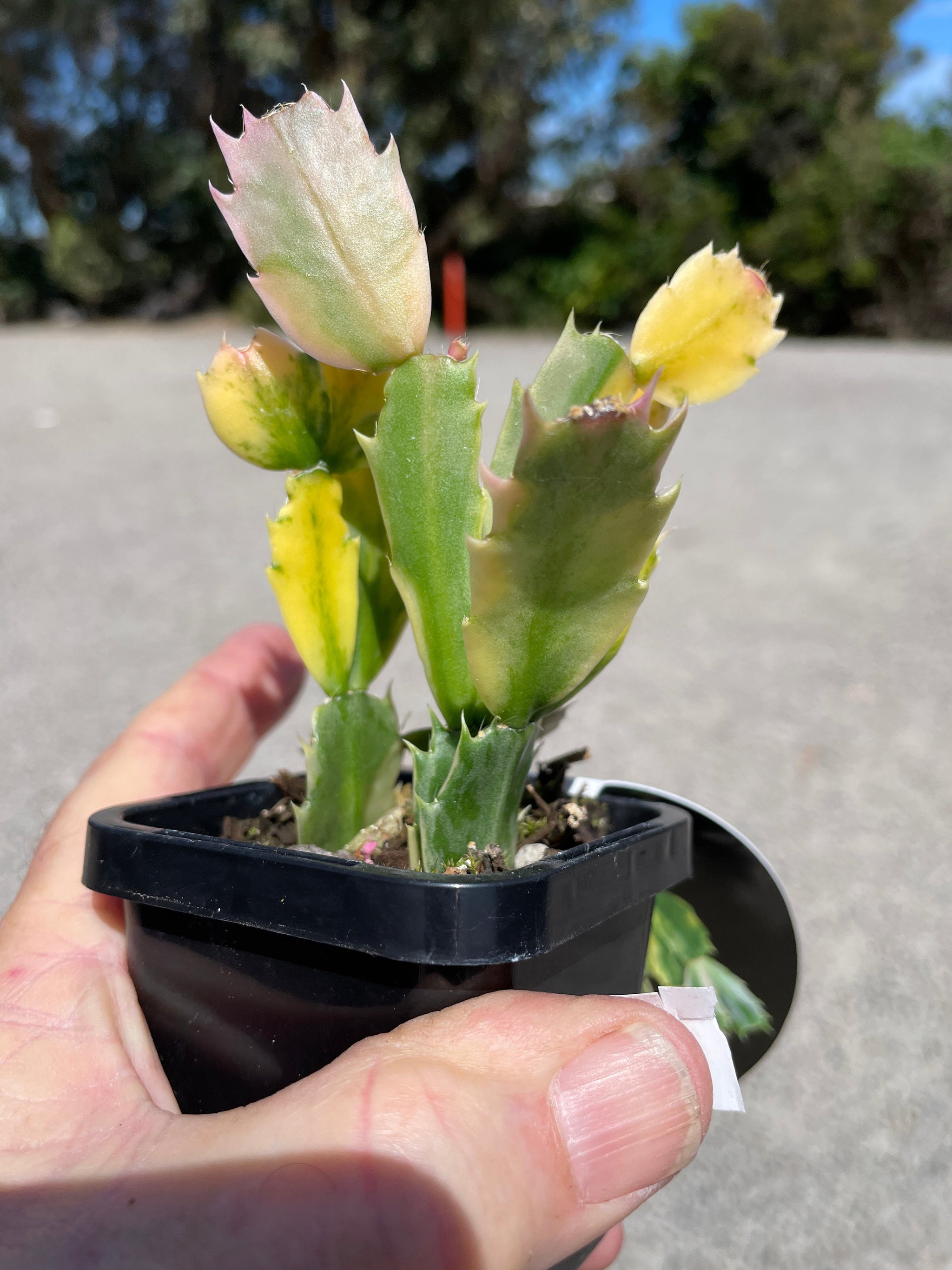 Zygocactus Schlumbergera Variegated