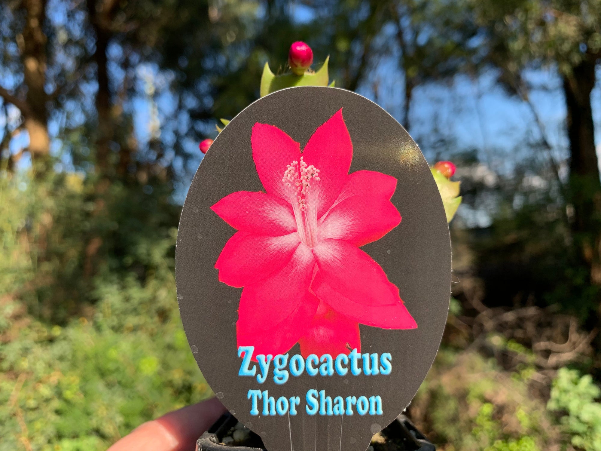 Zygocactus Schlumbergera 'Thor Sharon' 66mm Pot