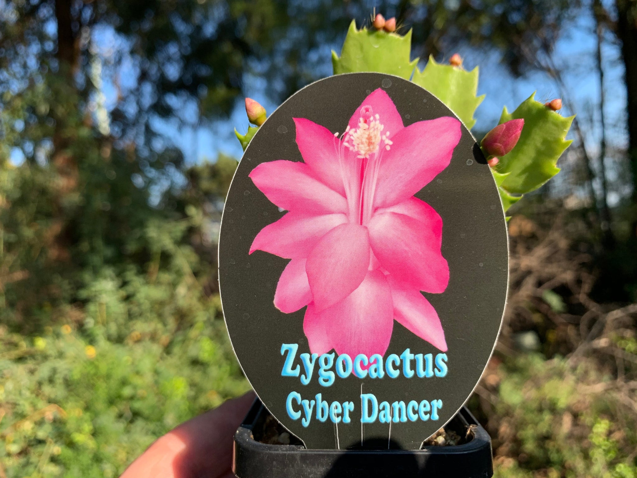 Zygocactus Schlumbergera 'Cyber Dancer' 66mm Pot