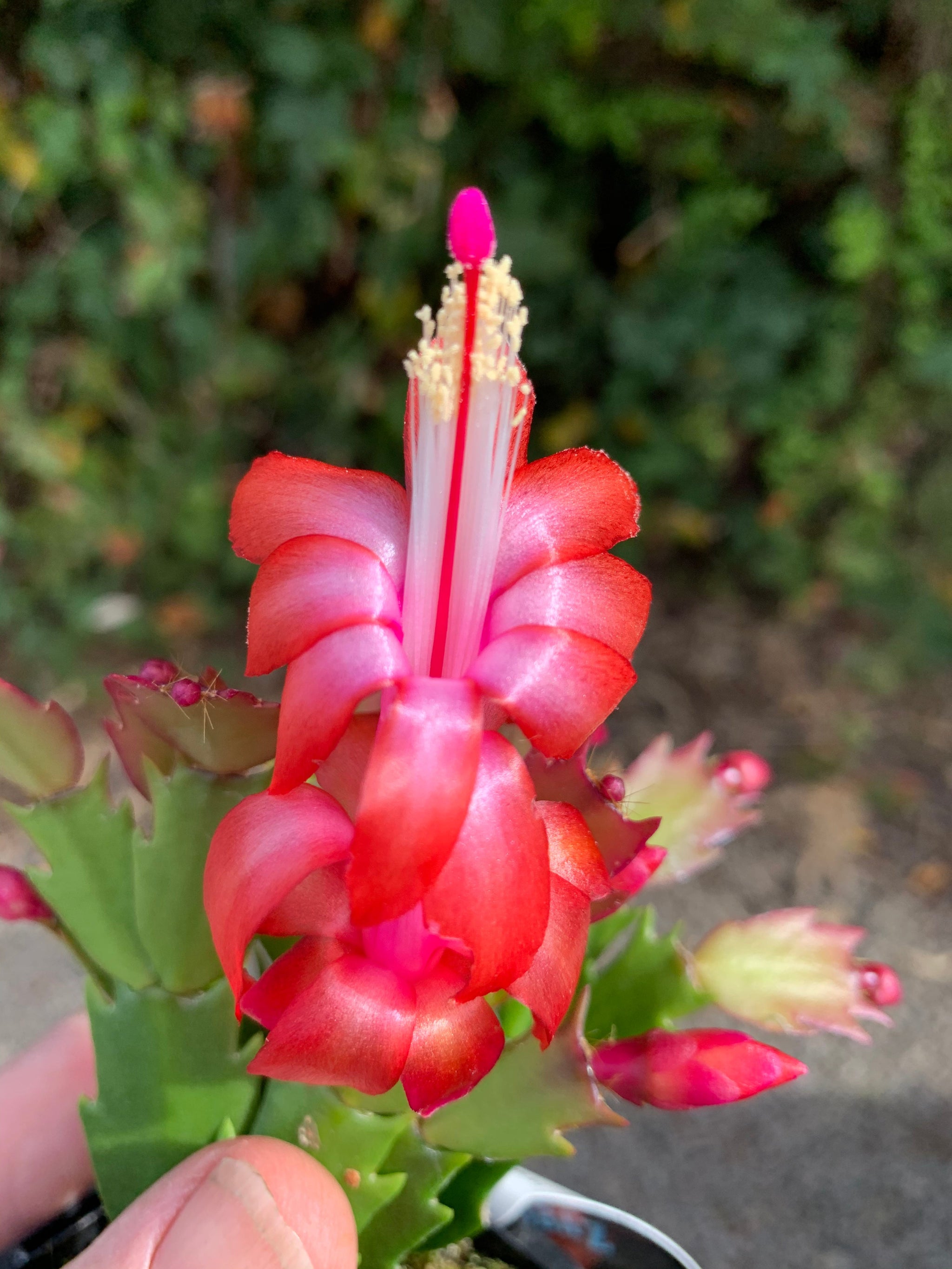 Zygocactus Schlumbergera 'Caribbean Dancer' 66mm Pot