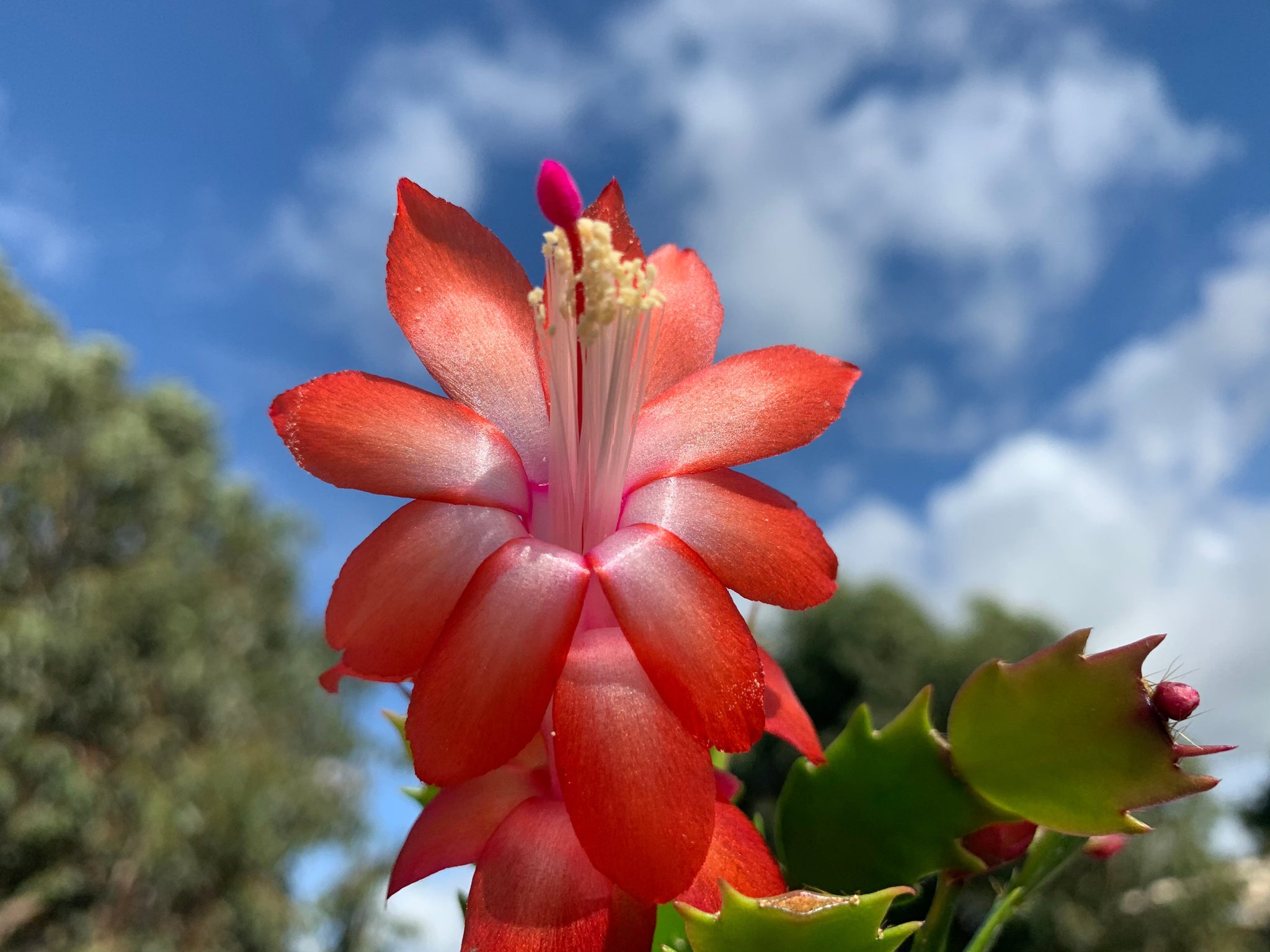 Zygocactus Schlumbergera 'Caribbean Dancer' 66mm Pot