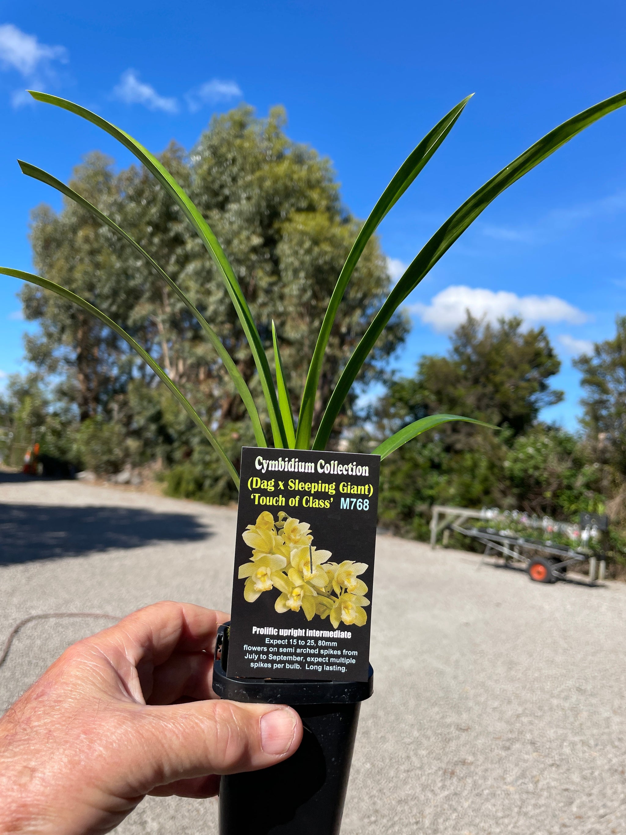 Cymbidium Touch of Class (Dag x Sleeping giant)