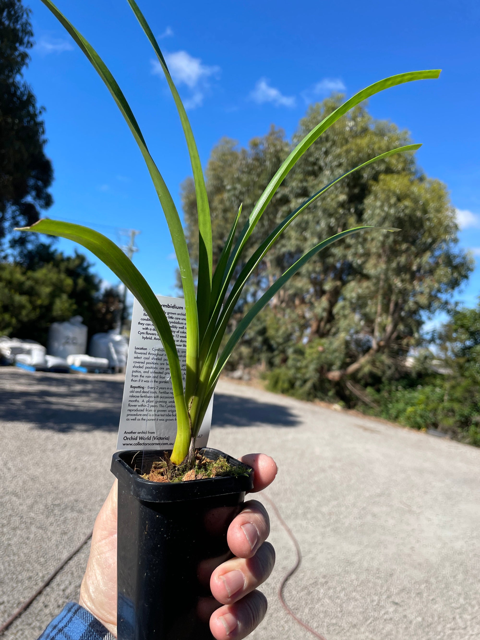 Cymbidium Touch of Class (Dag x Sleeping giant)