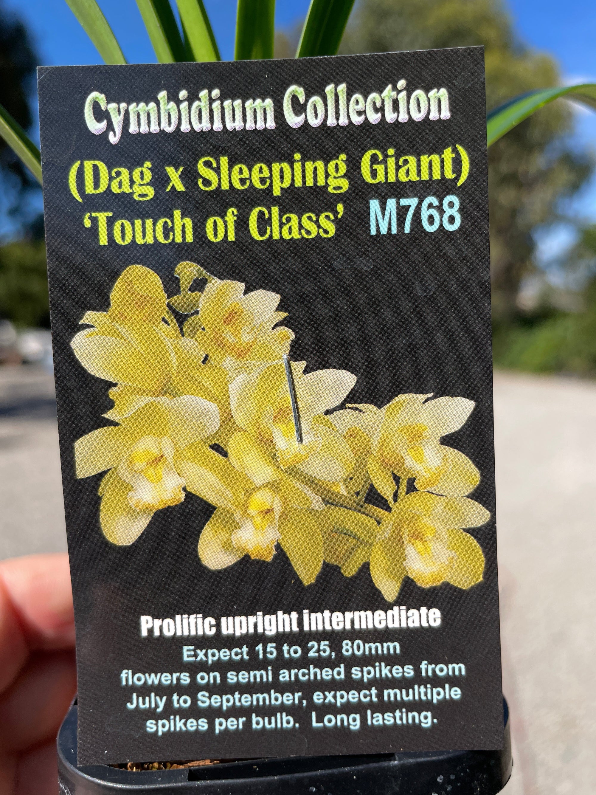 Cymbidium Touch of Class (Dag x Sleeping giant)