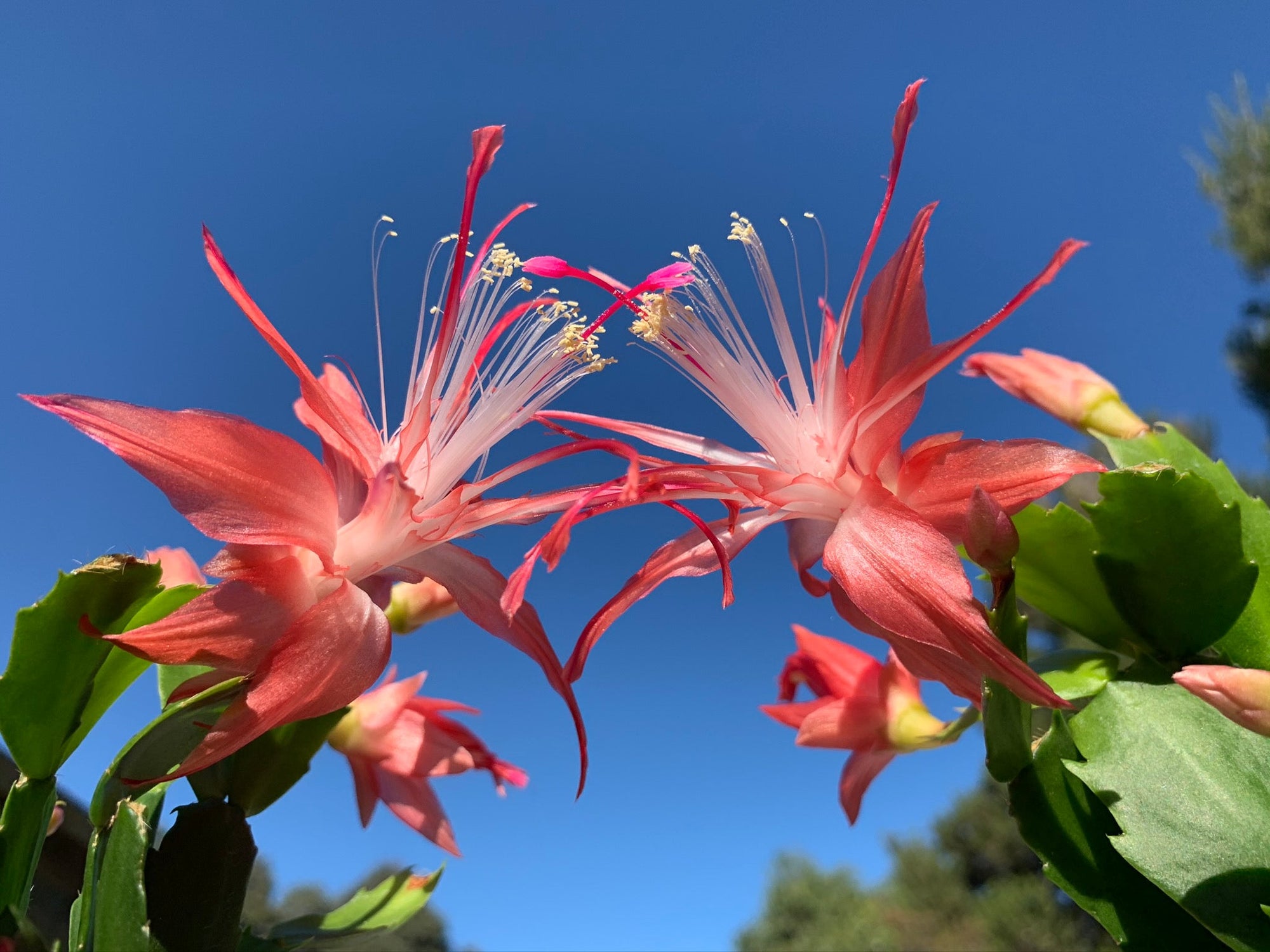 Zygocactus Schlumbergera 'Fantasia' 66mm Pot