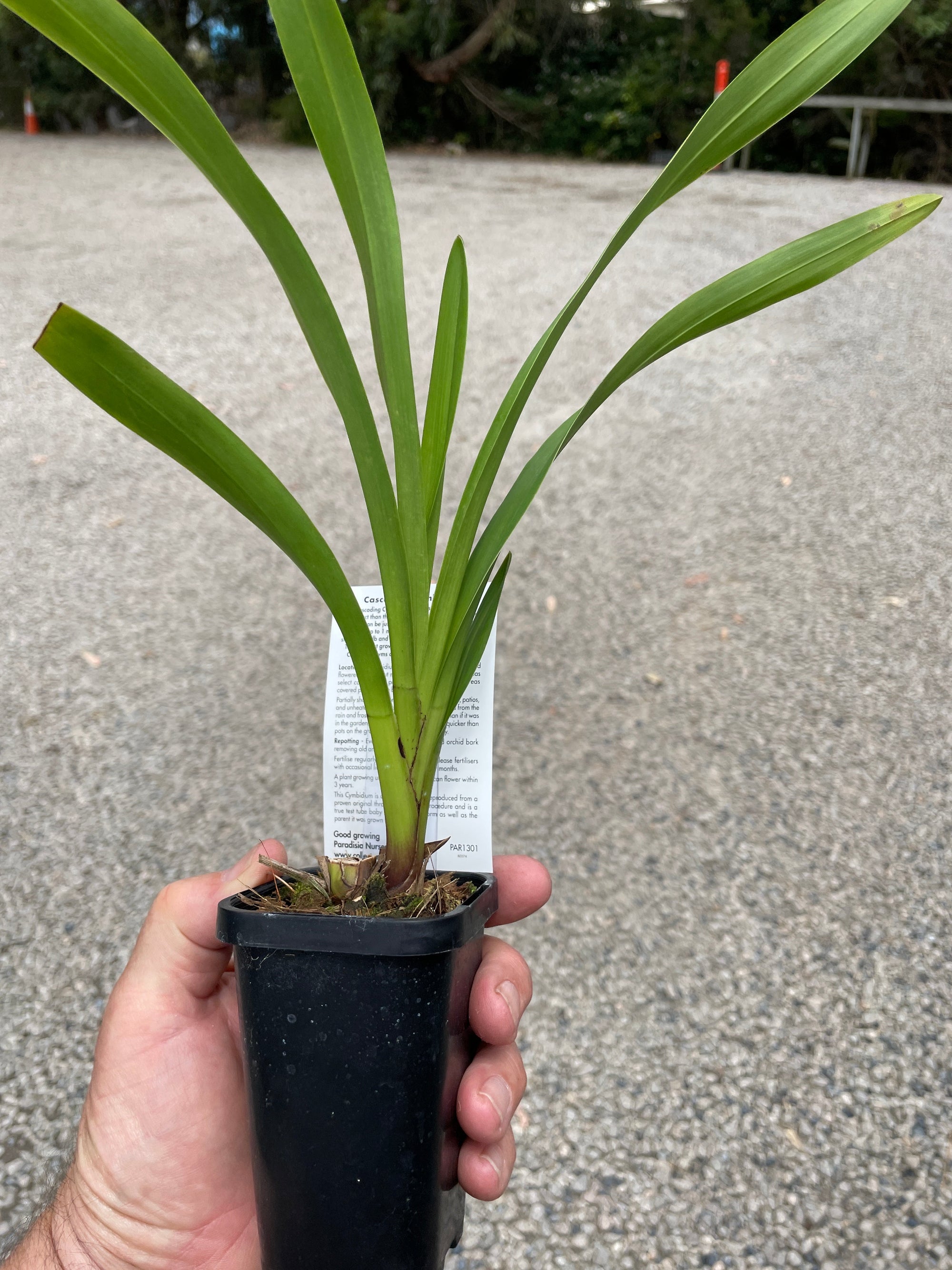 Cymbidium Ruby Pendant 'Shiraz'