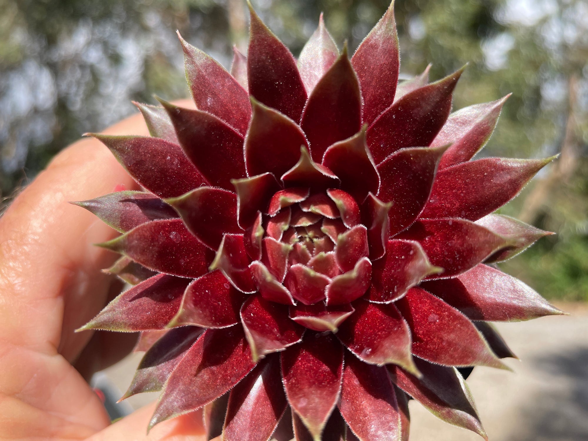 Sempervivum 'Marland Beauty'