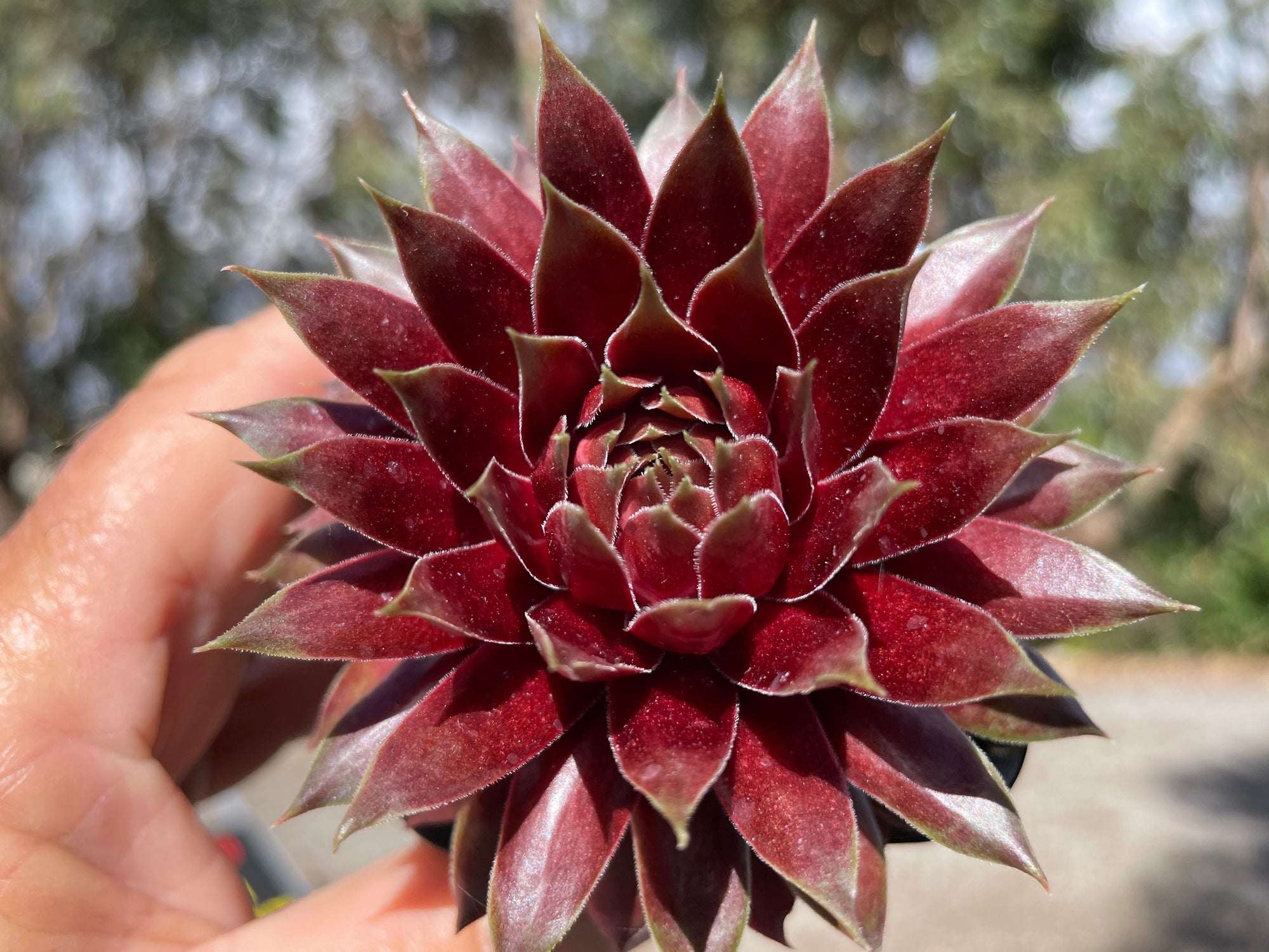 Sempervivum 'Marland Beauty'