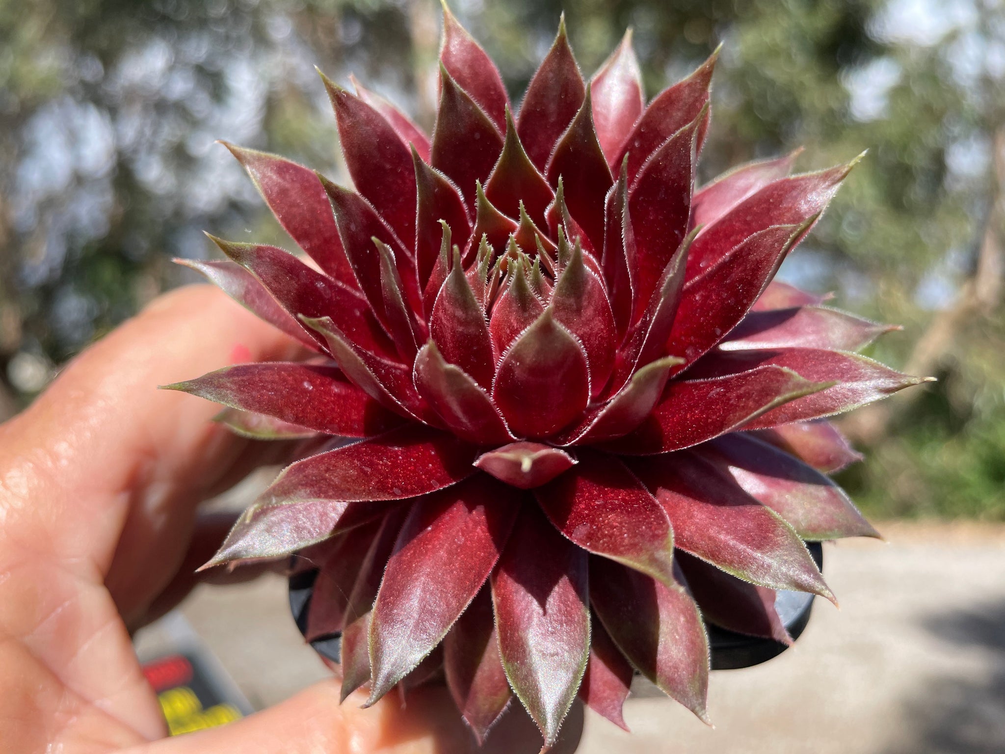 Sempervivum 'Marland Beauty'