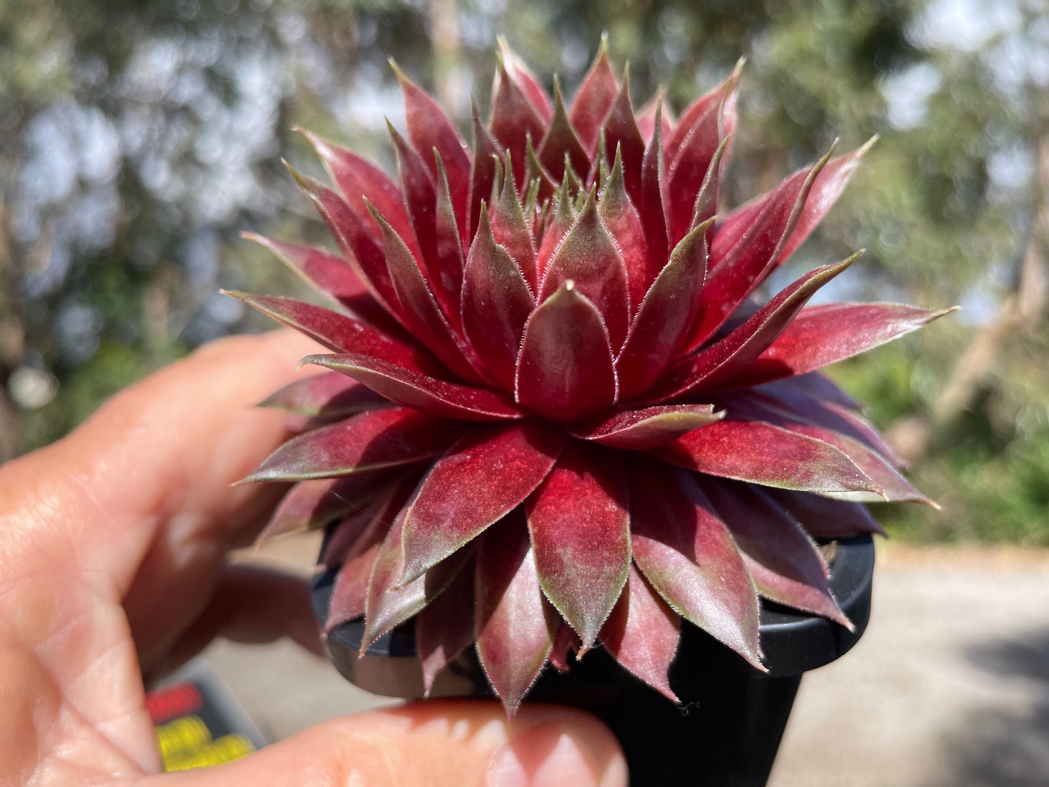 Sempervivum 'Marland Beauty'