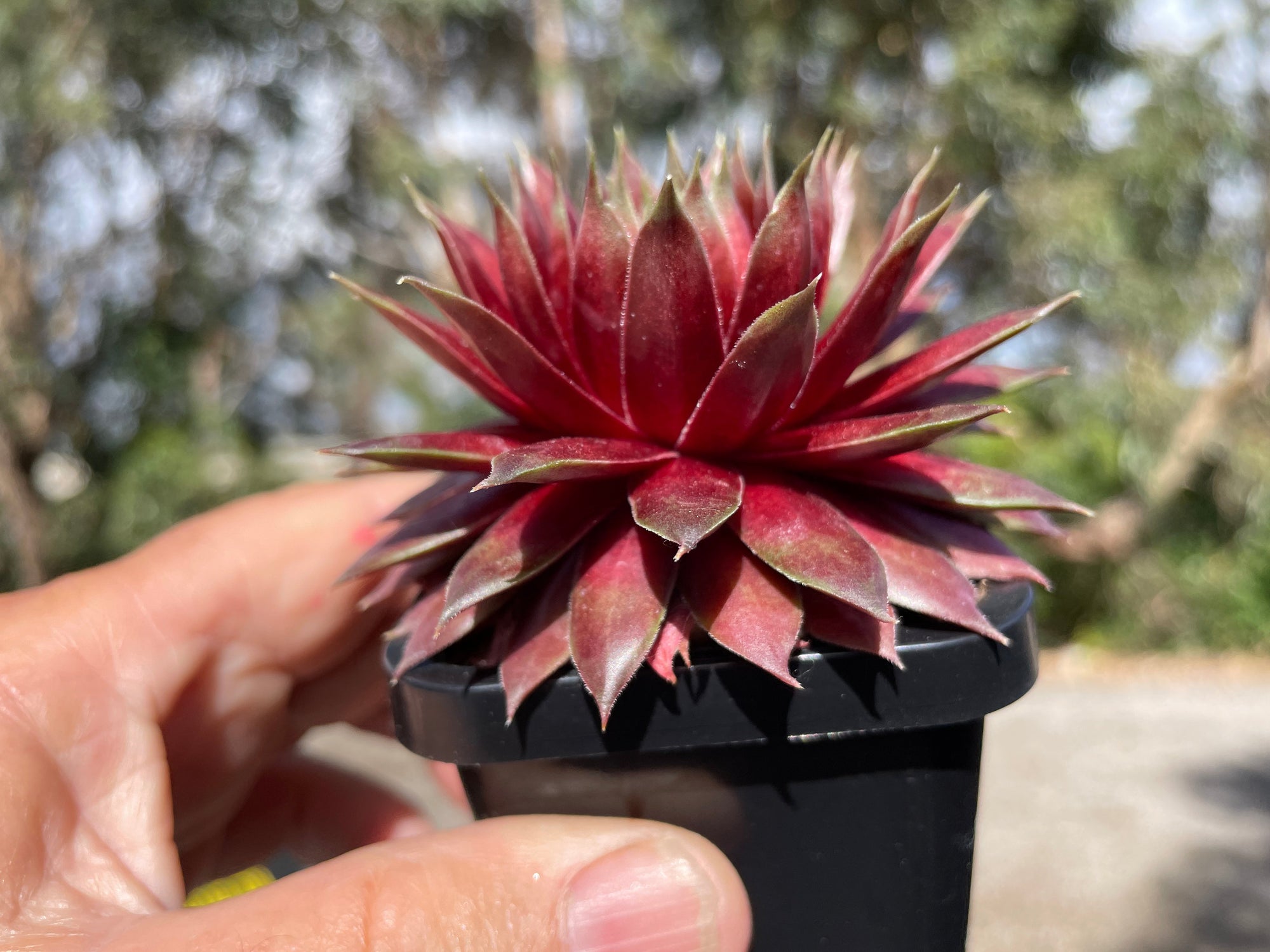 Sempervivum 'Marland Beauty'