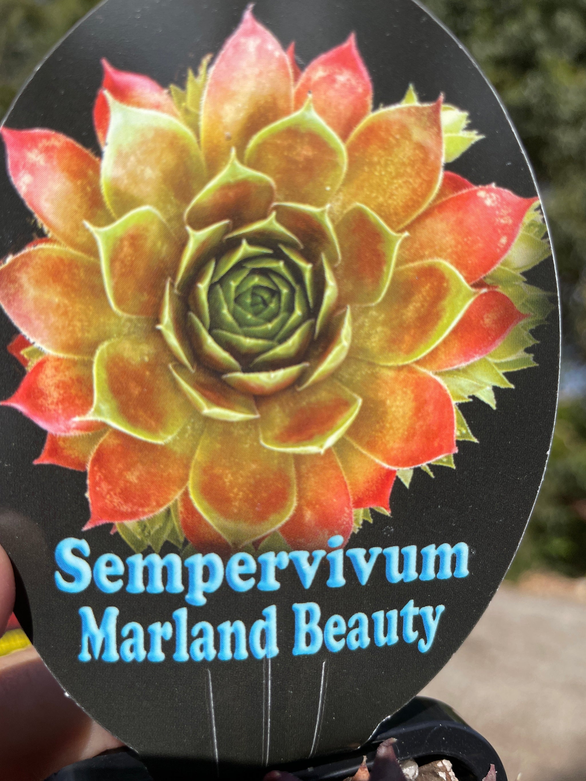 Sempervivum 'Marland Beauty'