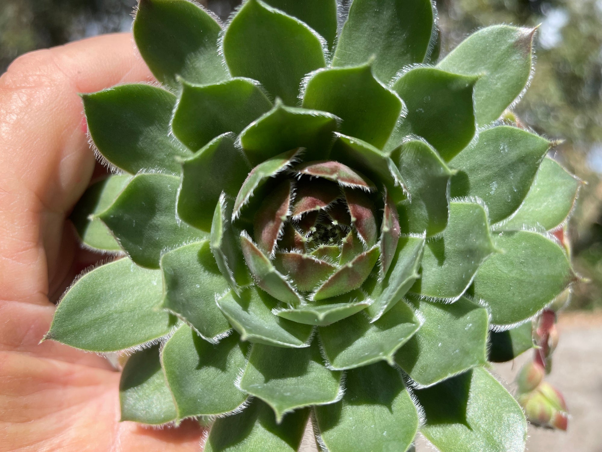 Sempervivum 'More Honey'