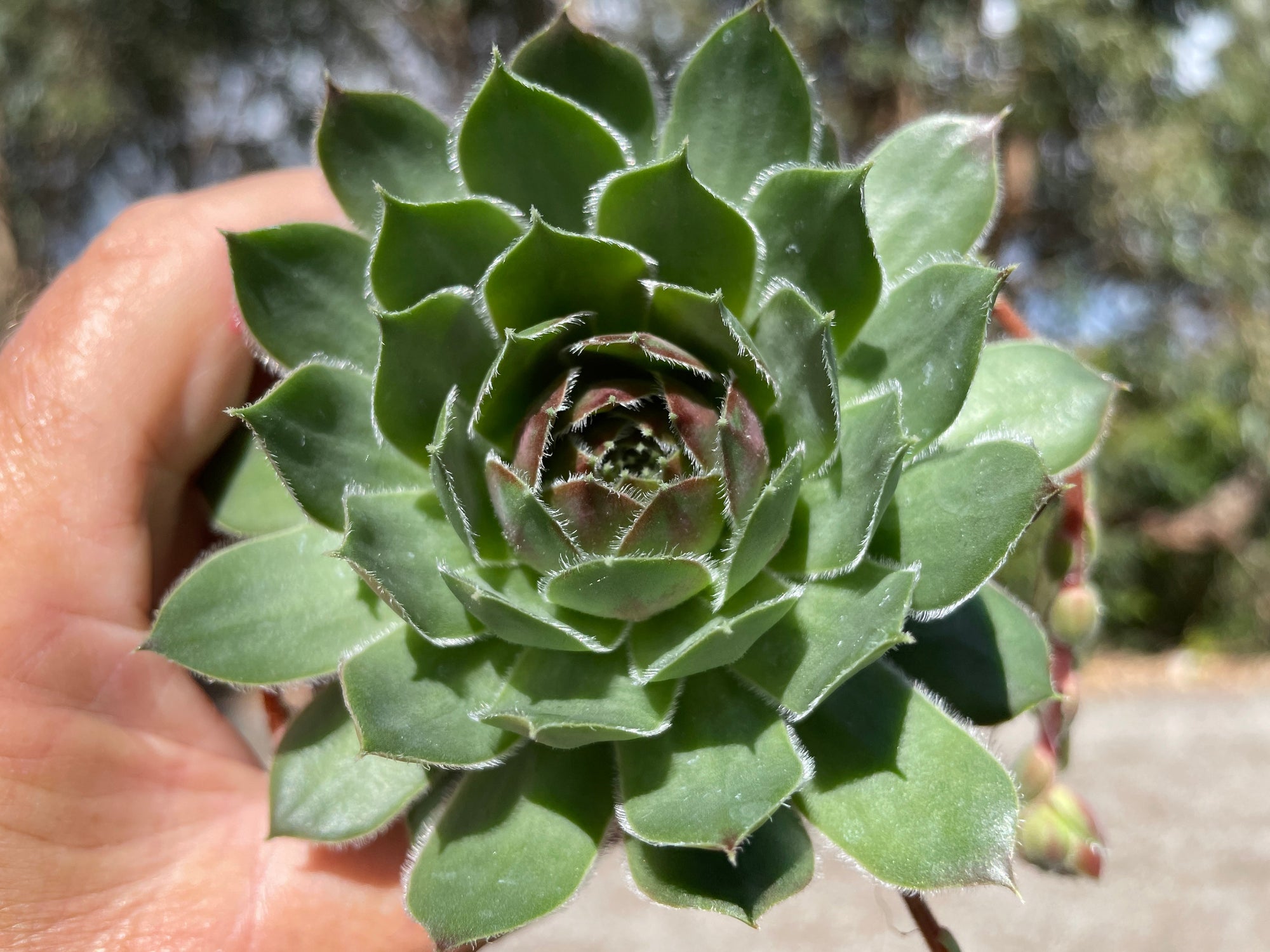 Sempervivum 'More Honey'