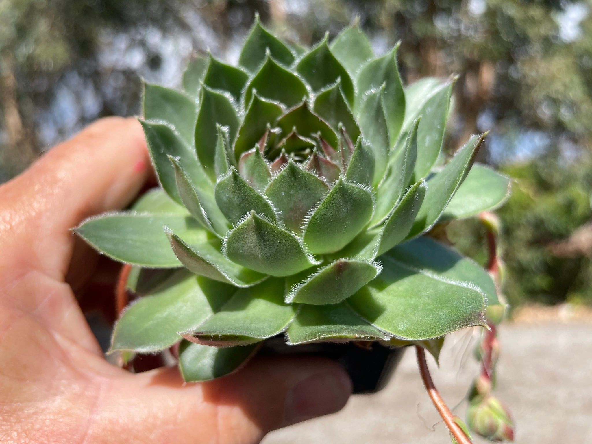 Sempervivum 'More Honey'