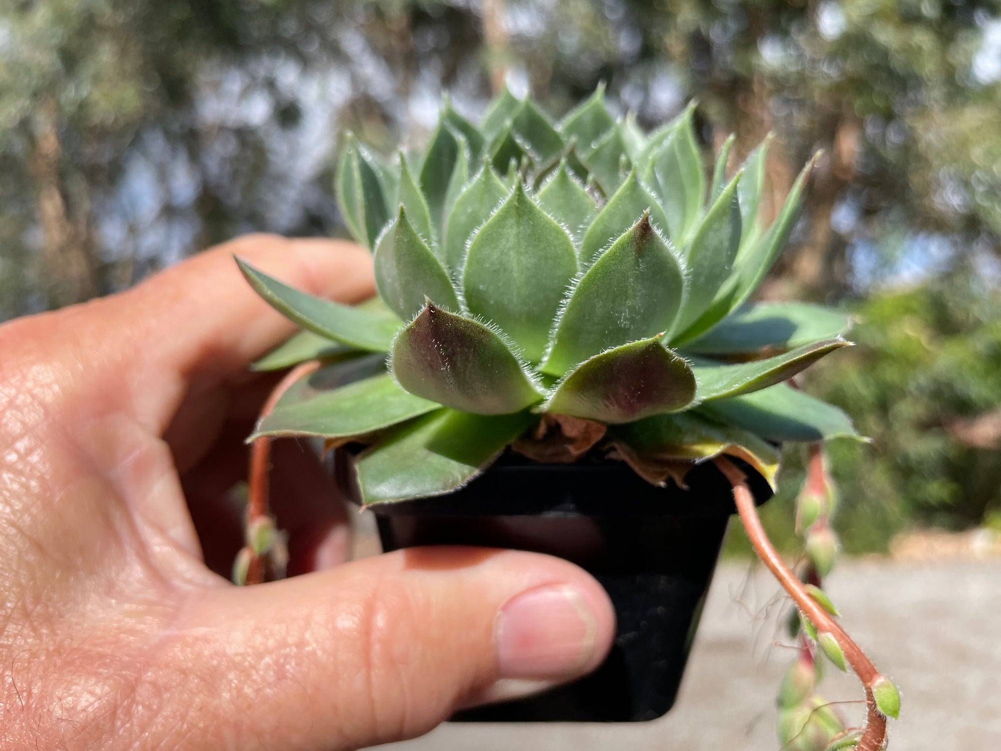 Sempervivum 'More Honey'