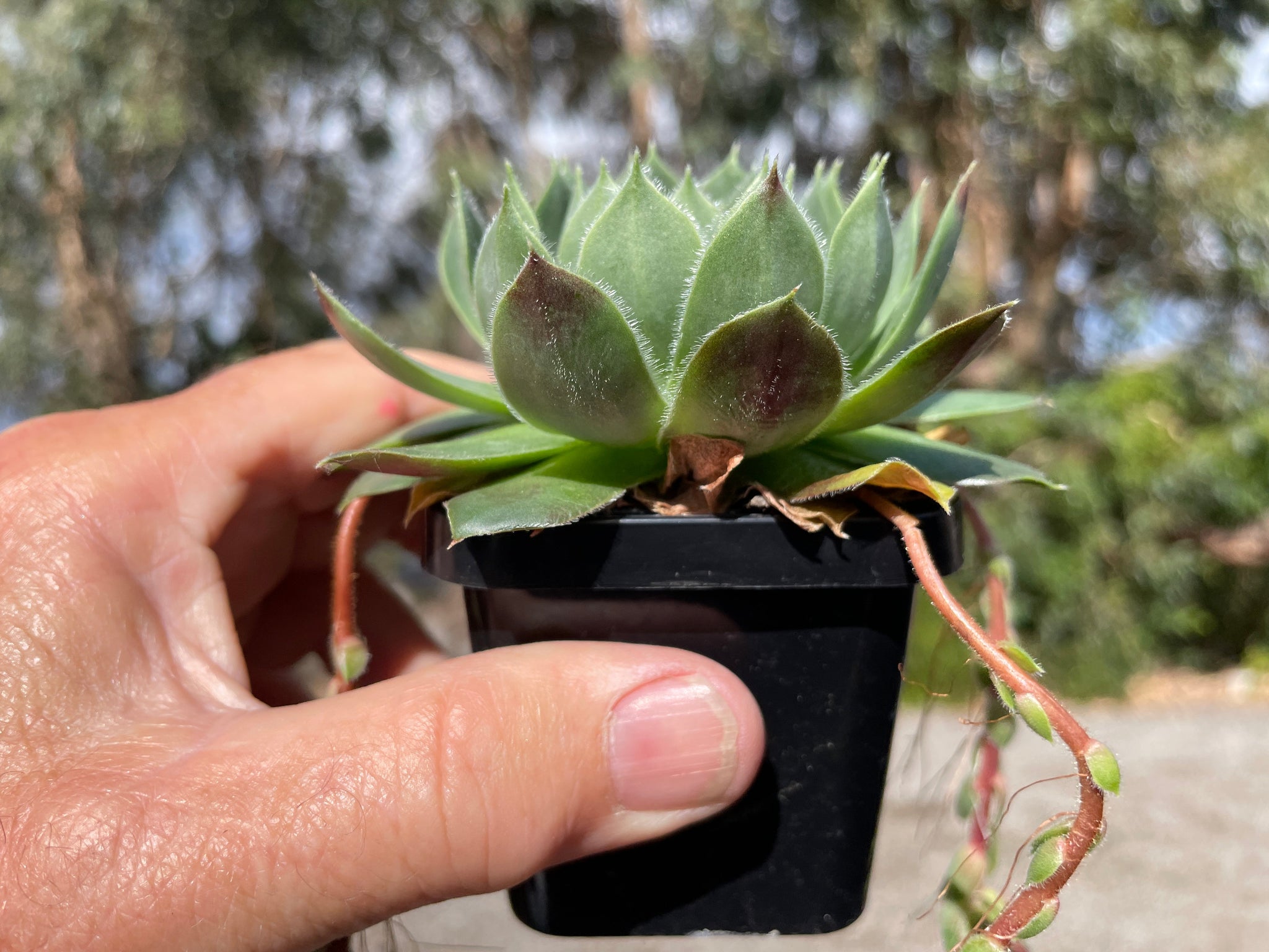 Sempervivum 'More Honey'