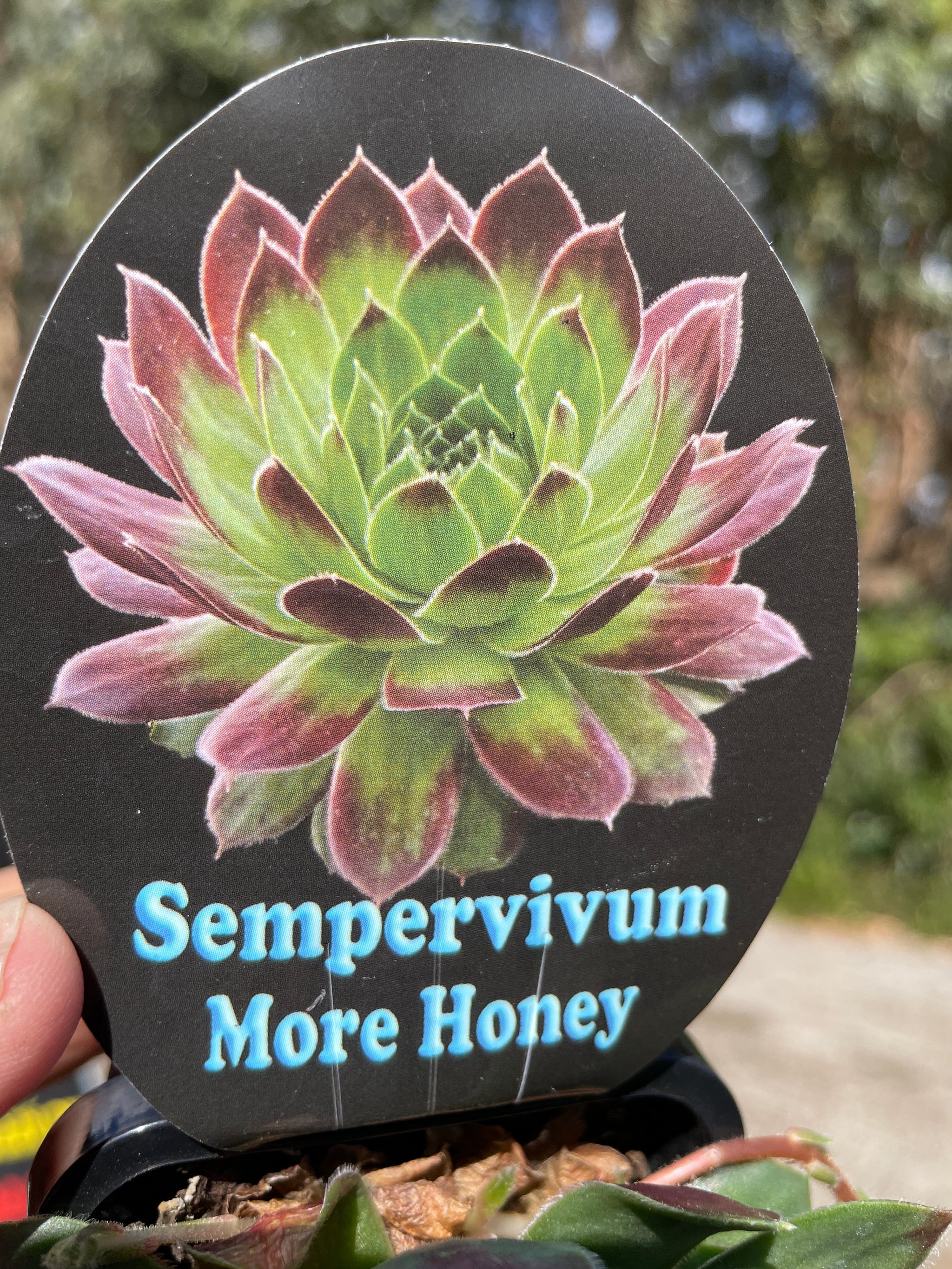 Sempervivum 'More Honey'